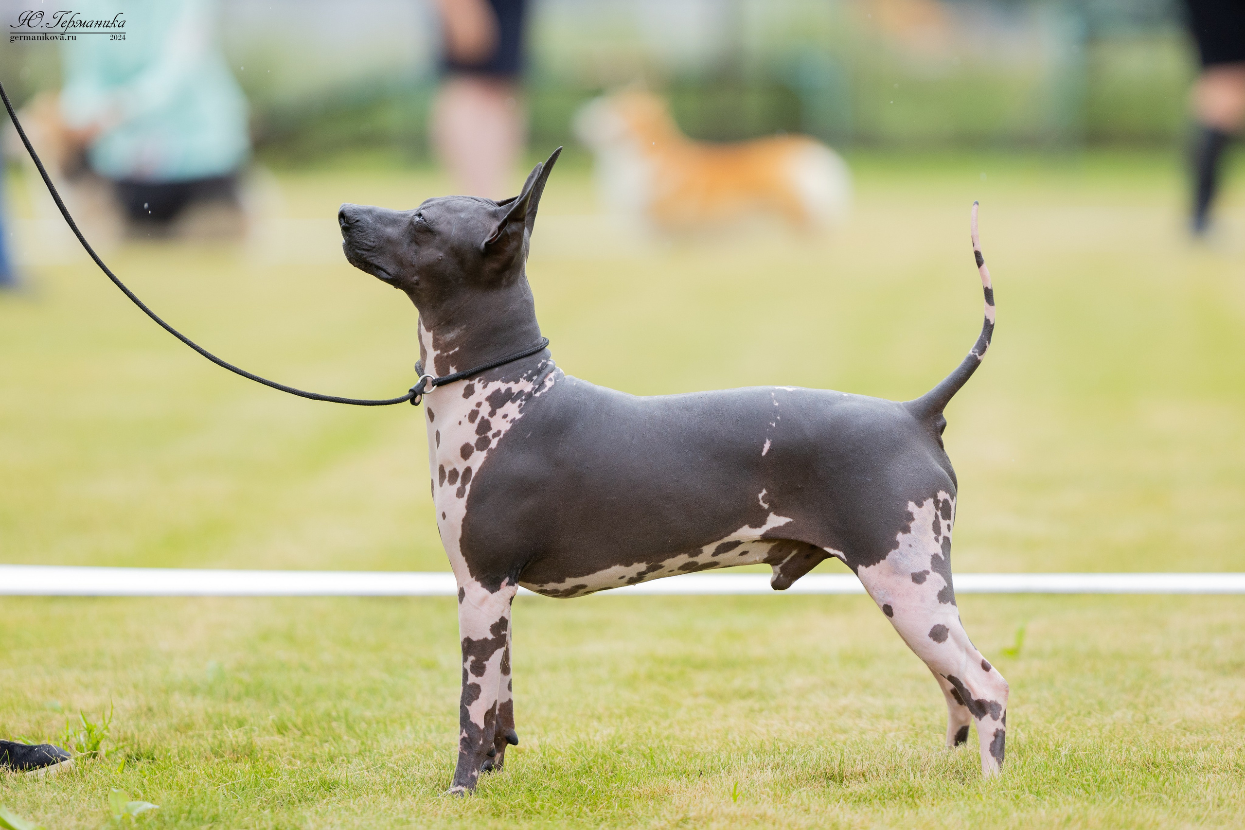 Ярославль 21.07.24 и Балашиха 13.07.24. Фотограф-анималист Юлия Германика