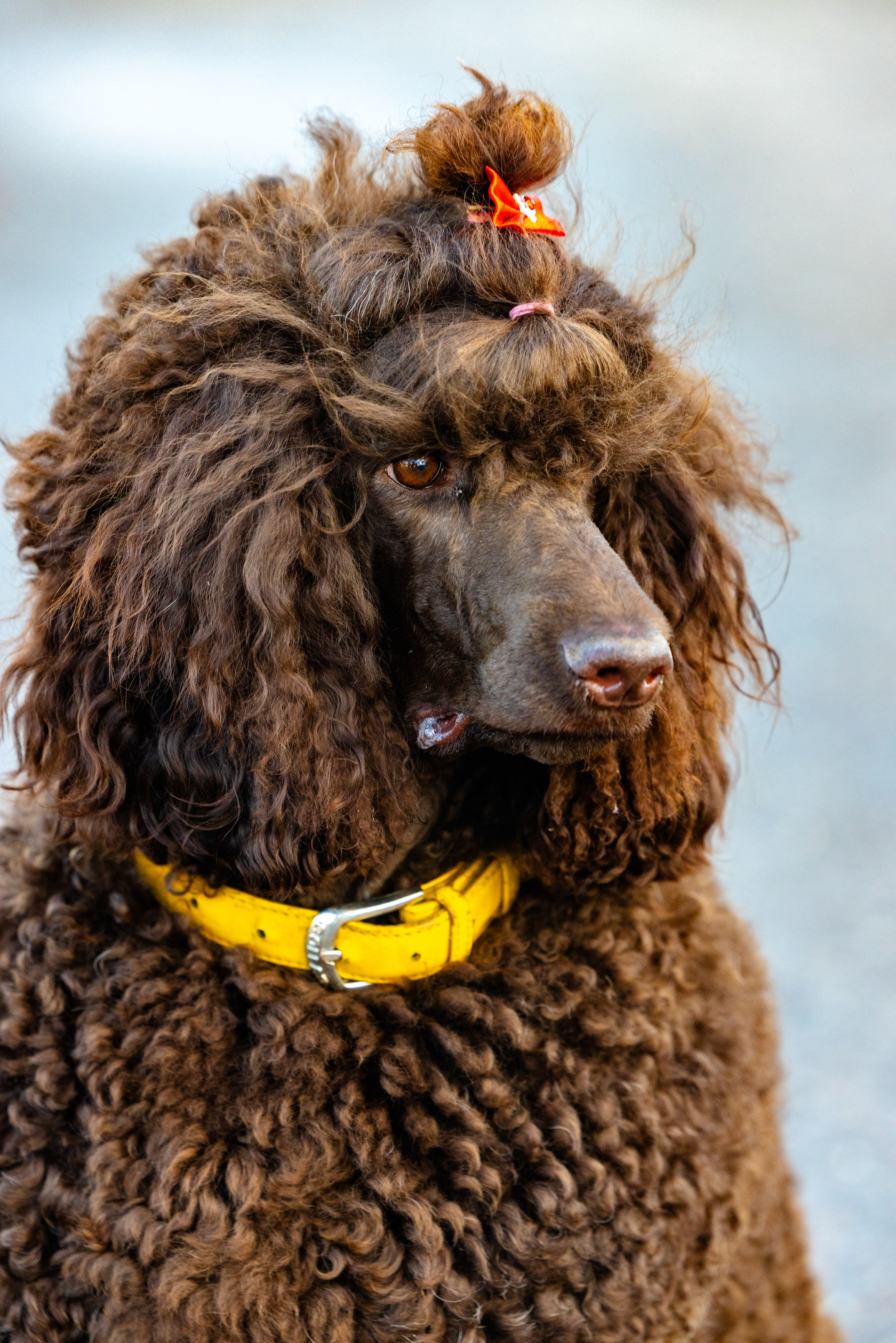 Клуб грумеров (прогулка и семинары). Виктория Зудина — фотограф в Москве