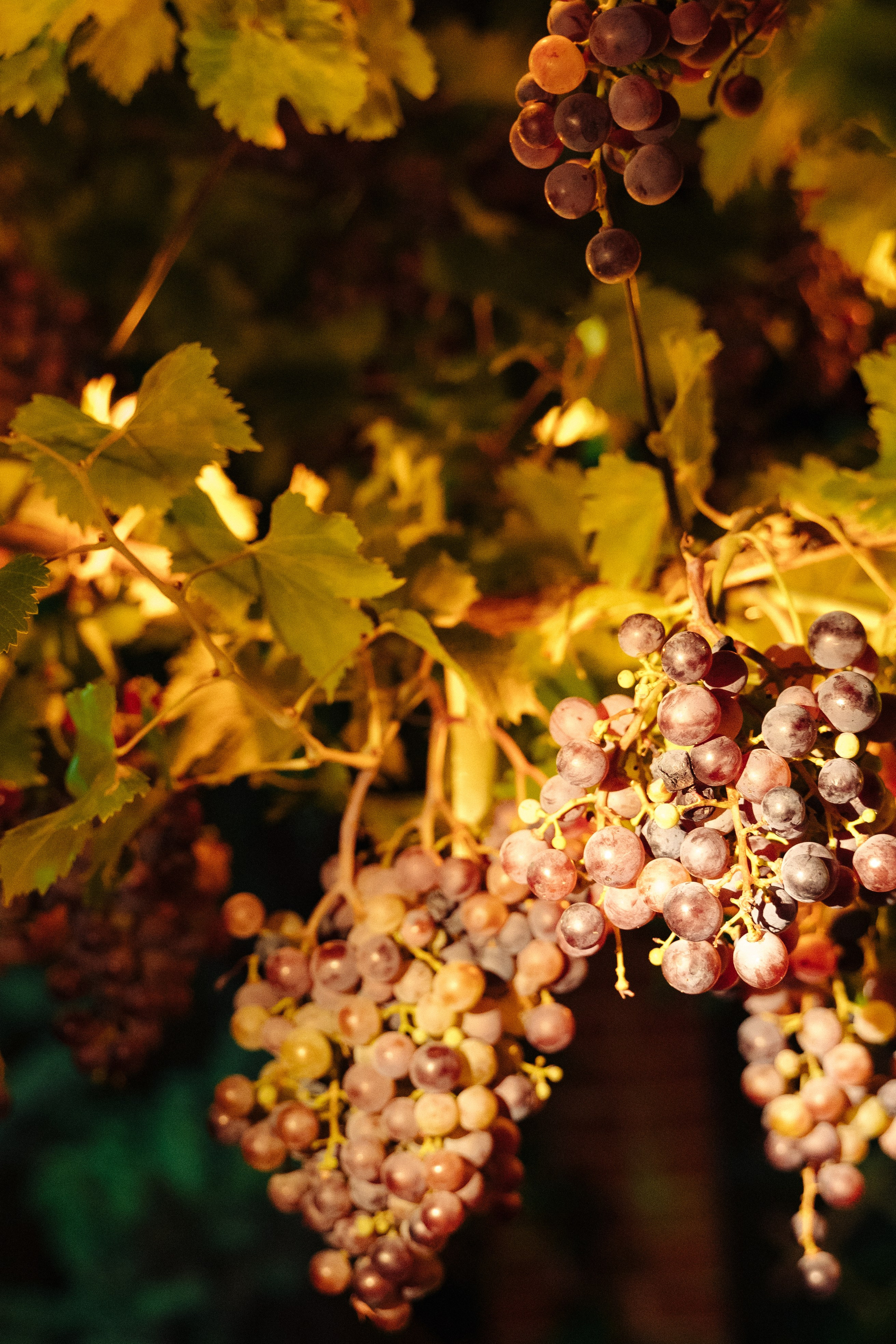 Гастроужин LOVELIFE. Свадебный фотограф  Ростов-на-Дону Моска, Санкт — Петербург