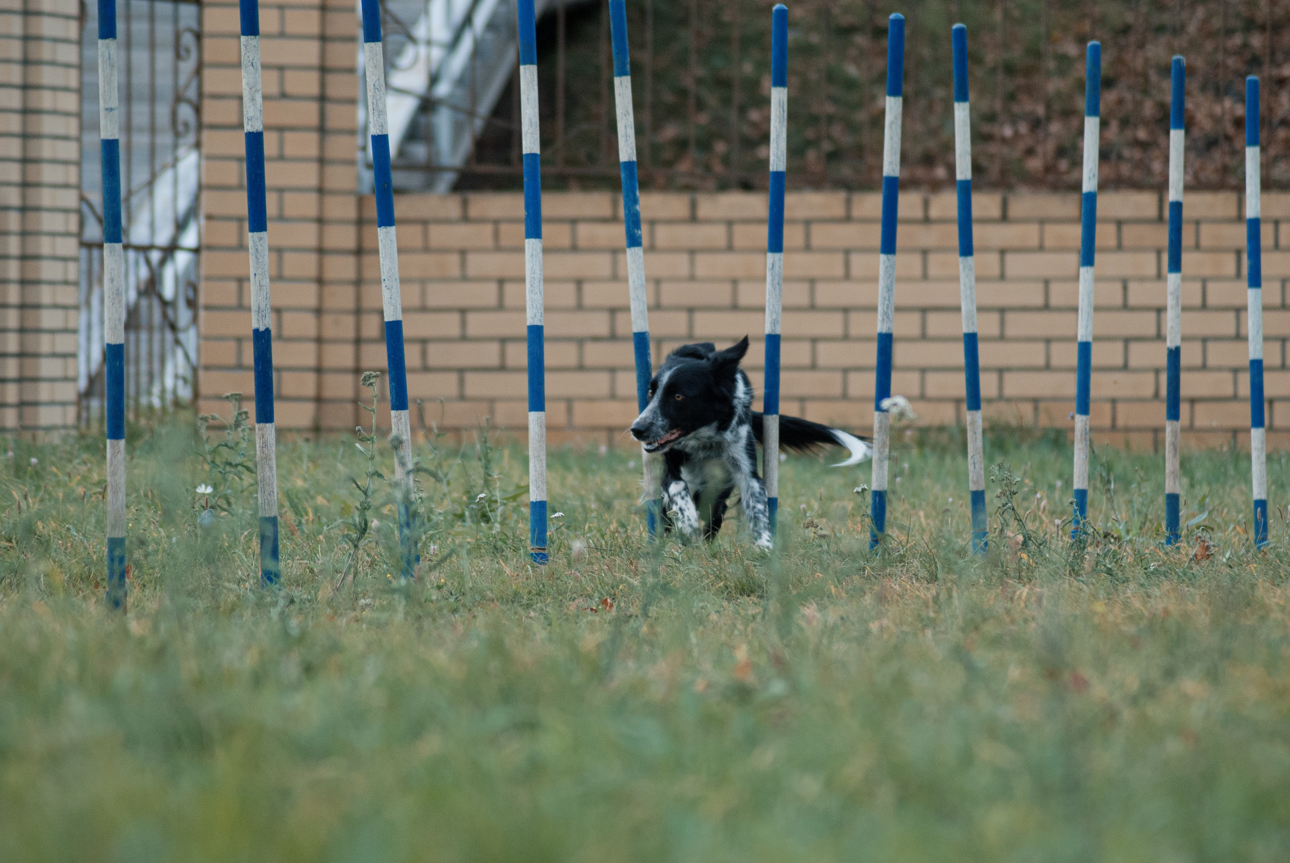Аджилити. Фотограф в Тюмени Лизавета Сапицкая
