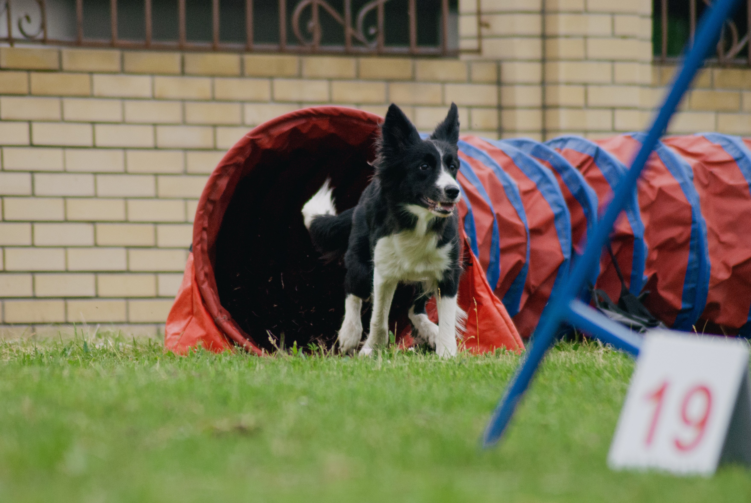 Аджилити. Фотограф в Тюмени Лизавета Сапицкая