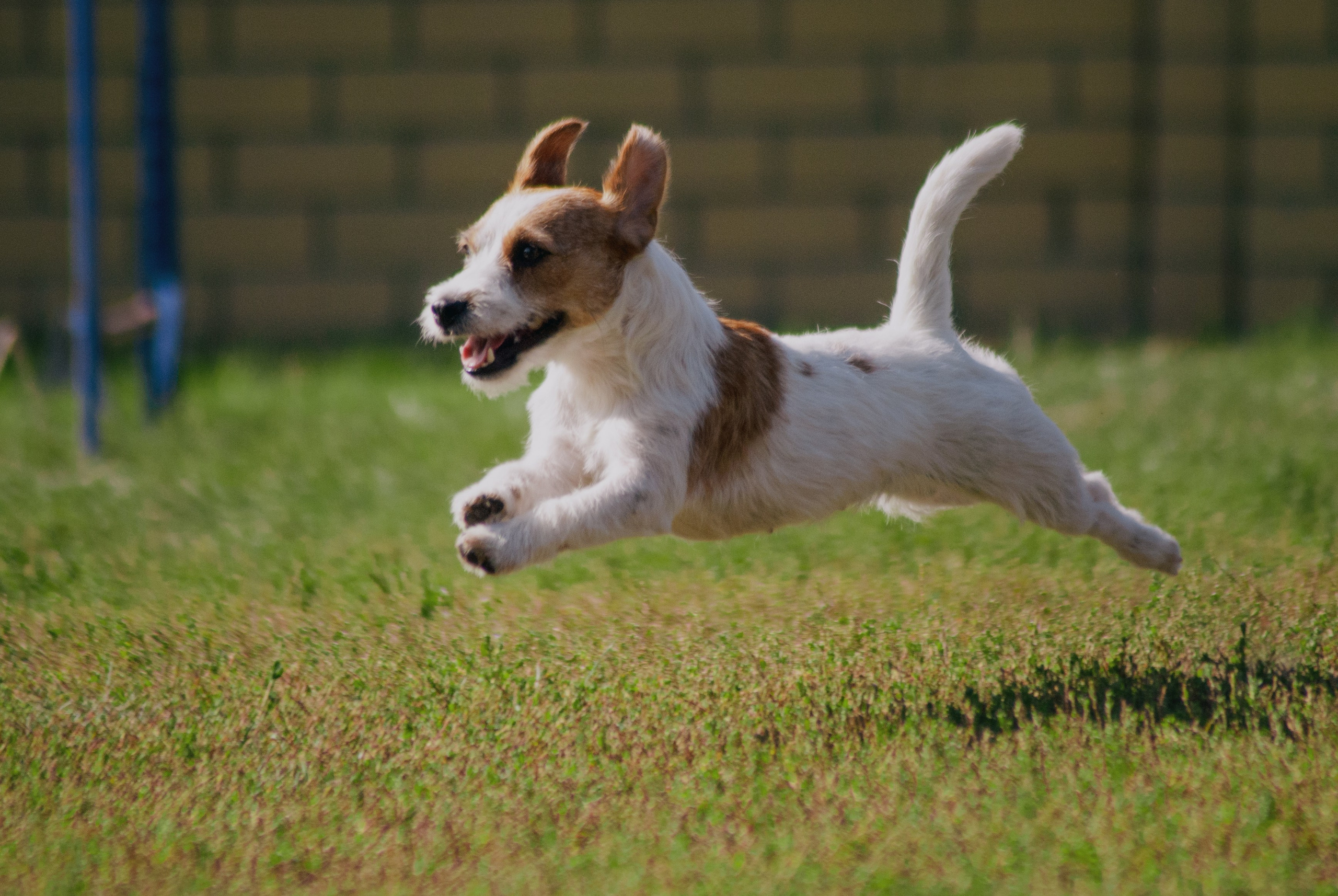 Аджилити. Фотограф в Тюмени Лизавета Сапицкая