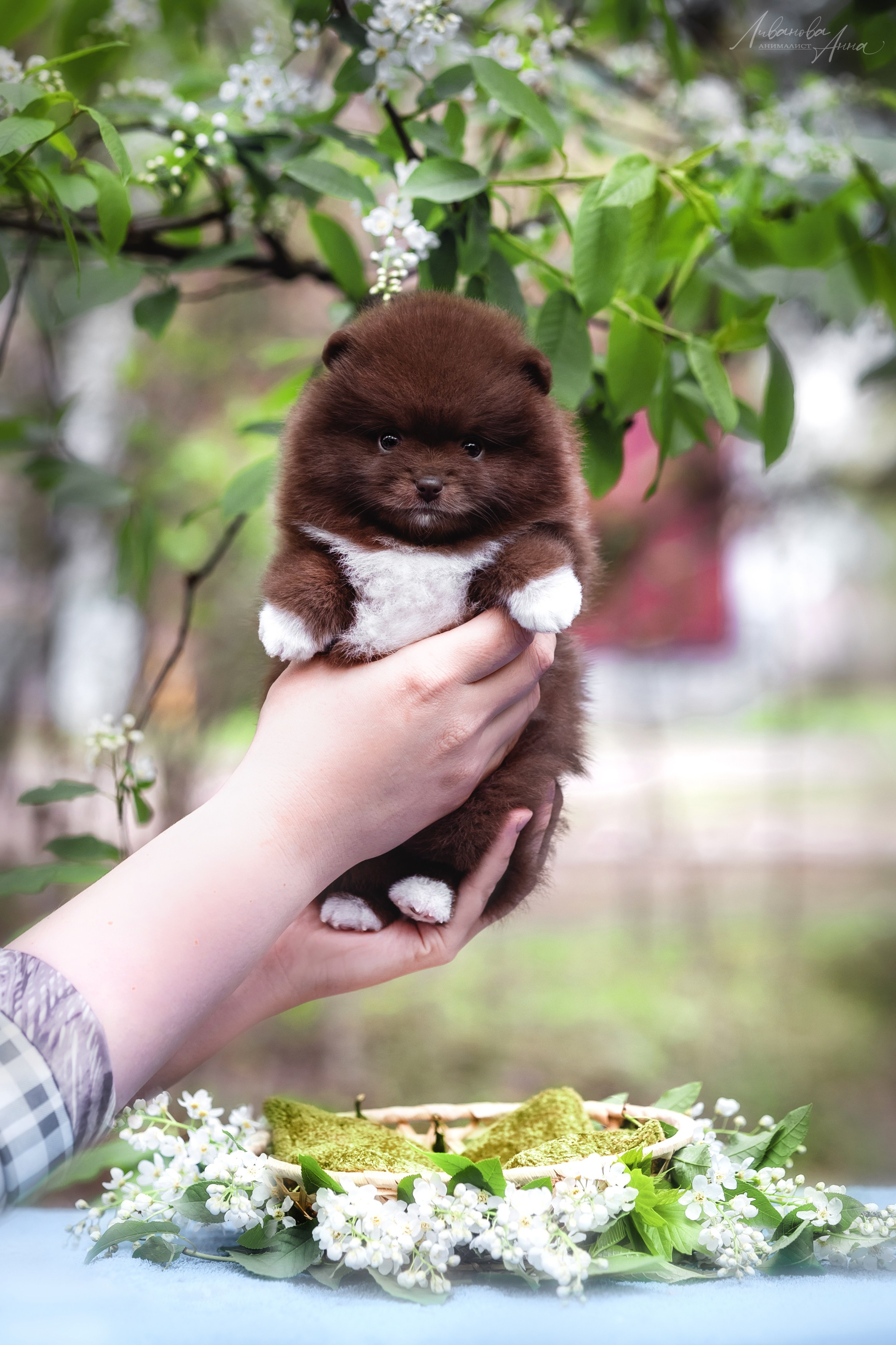 Шпицы. Фотограф анималист Аня Ливанова | Рыбинск