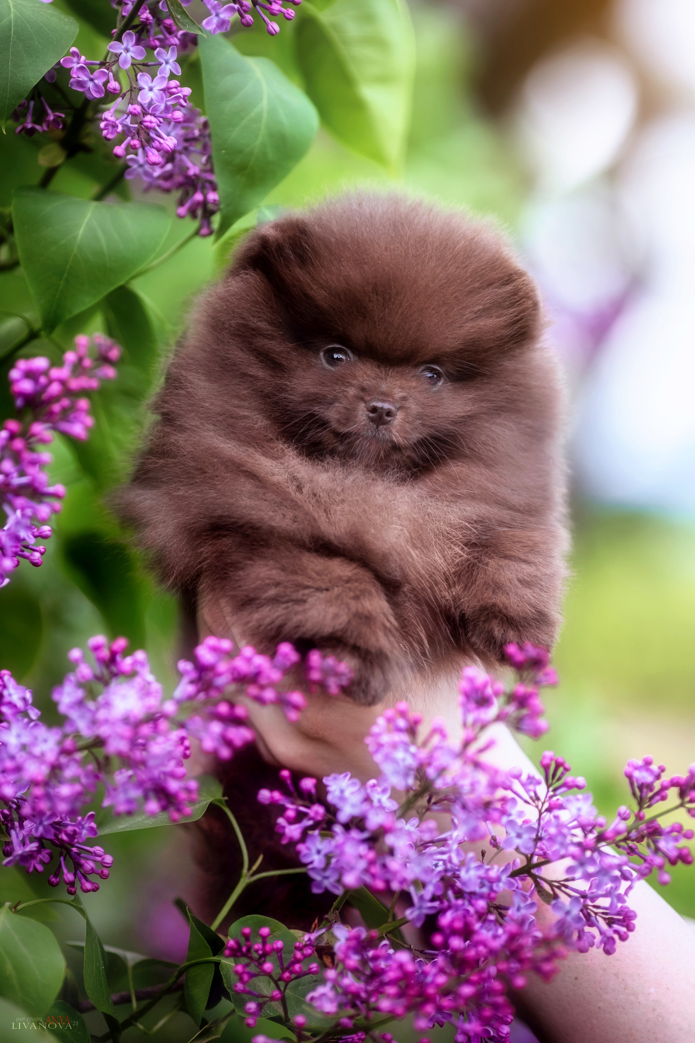 Шпицы. Фотограф анималист Аня Ливанова | Рыбинск