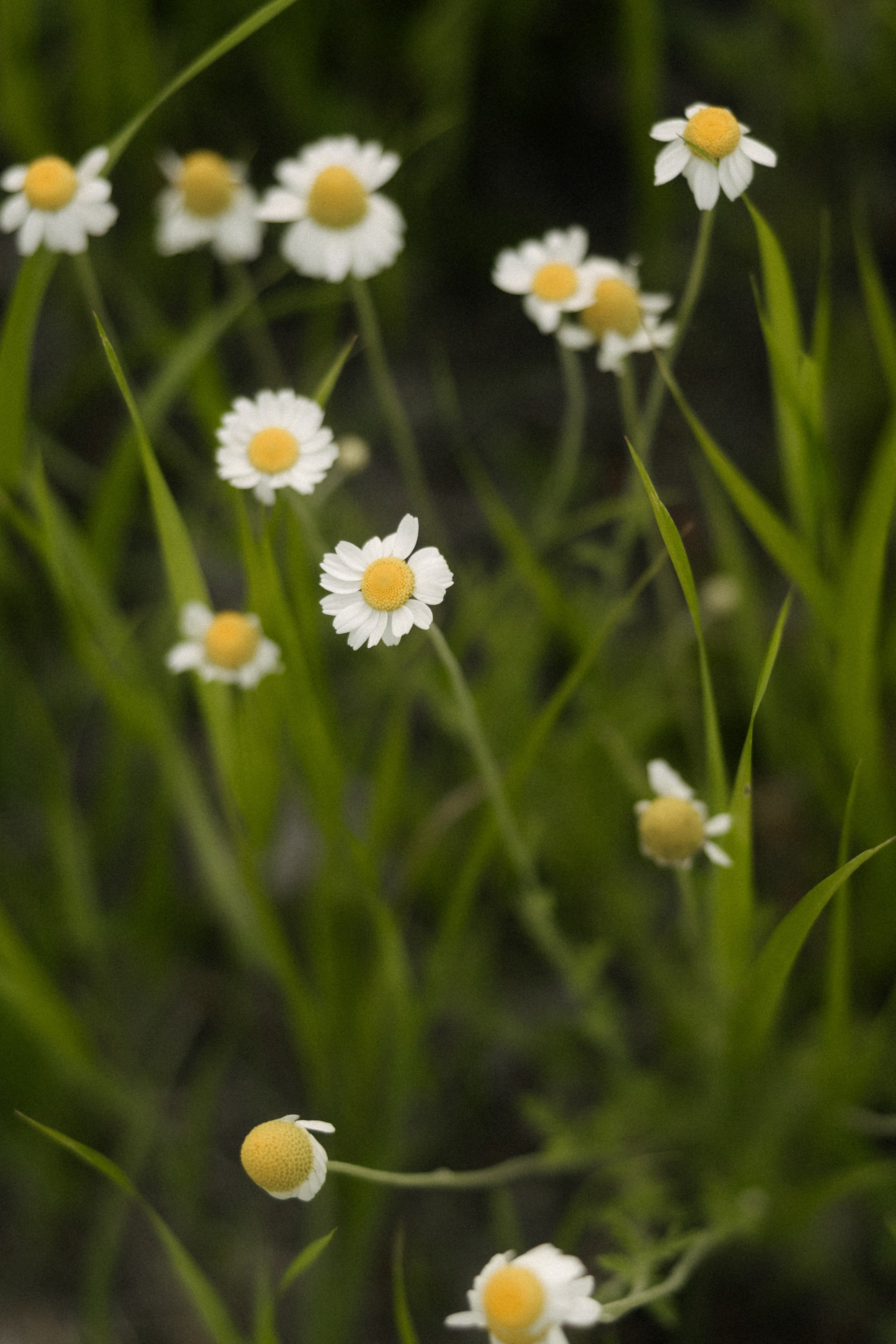 Сыграем?. Свадебный и семейный фотограф Юлия Сафронова