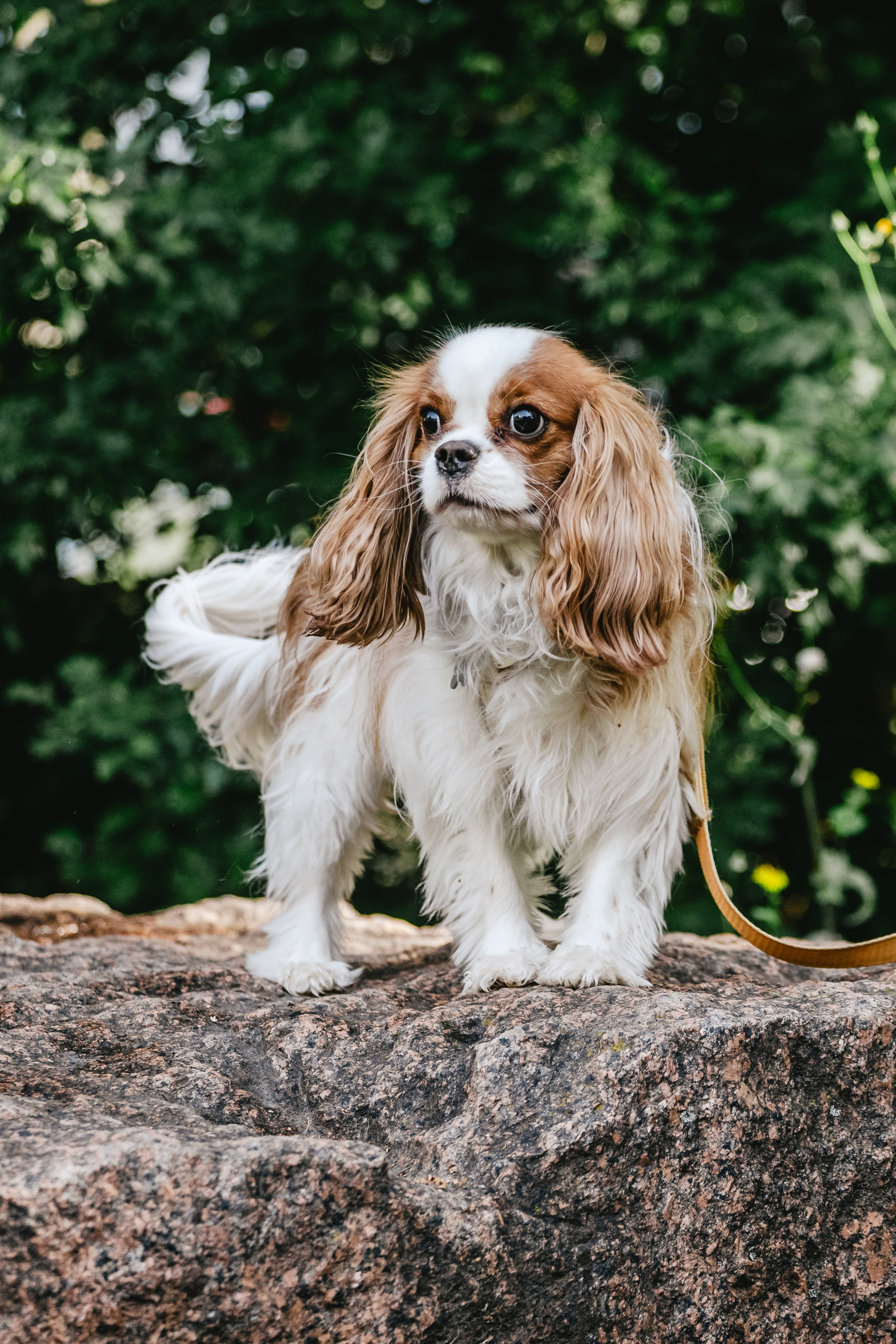 Фотопрогулка на бульваре. Фотограф-анималист Татьяна Степанова