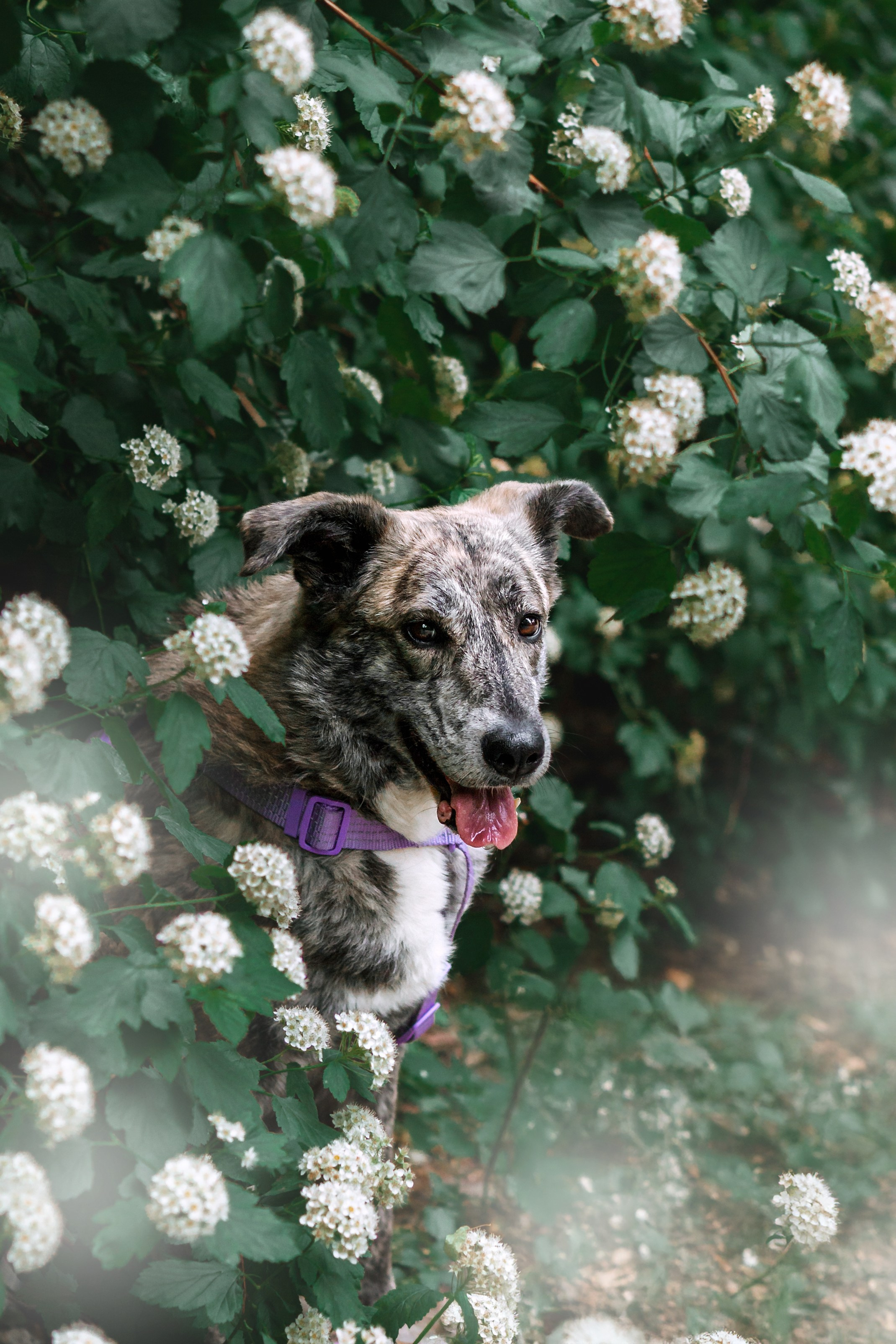 Собаки из приюта Дубовая роща лето 2025. Фотограф-анималист Татьяна Степанова