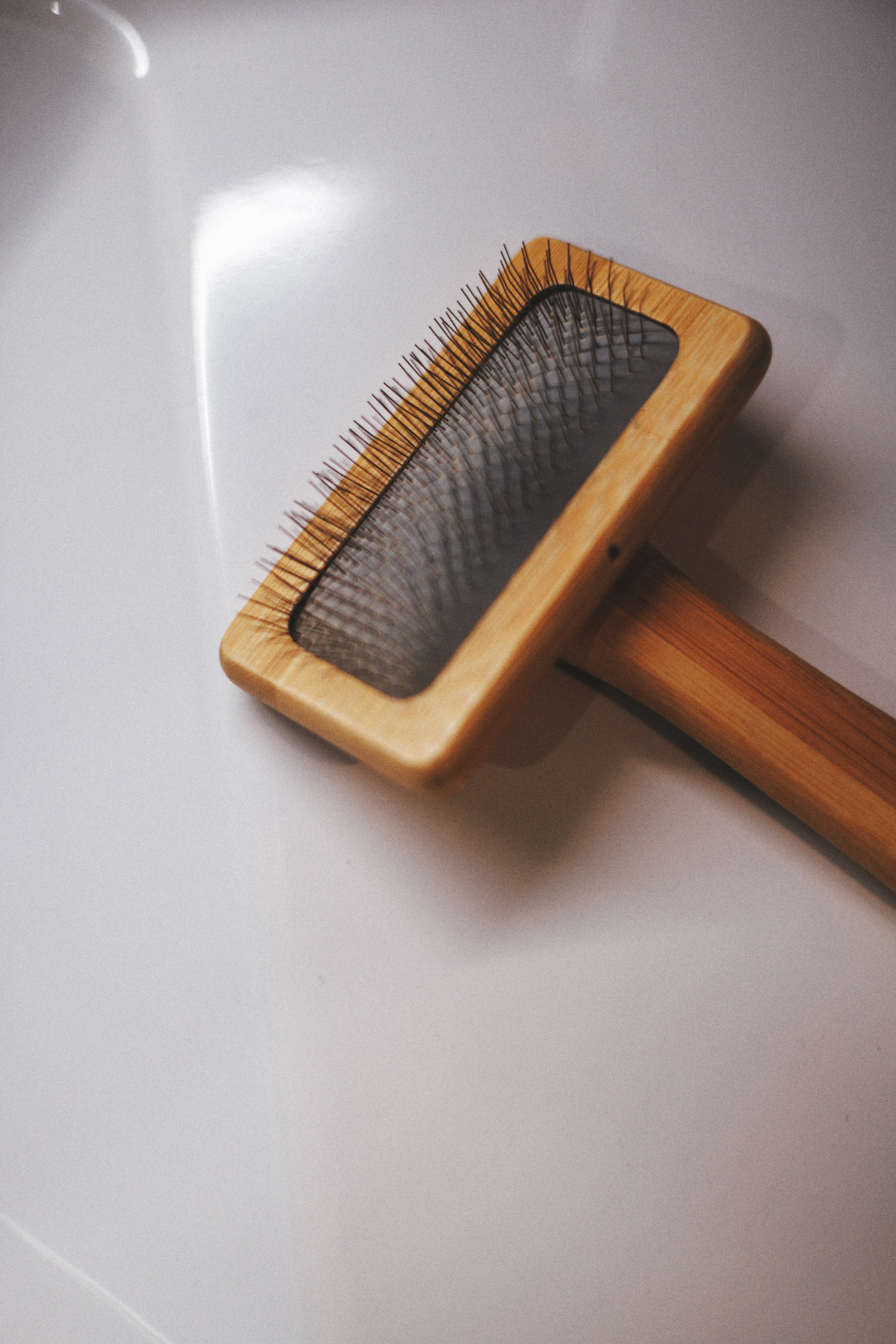 M-Pets. Фотограф анималист Осипчикова Мария