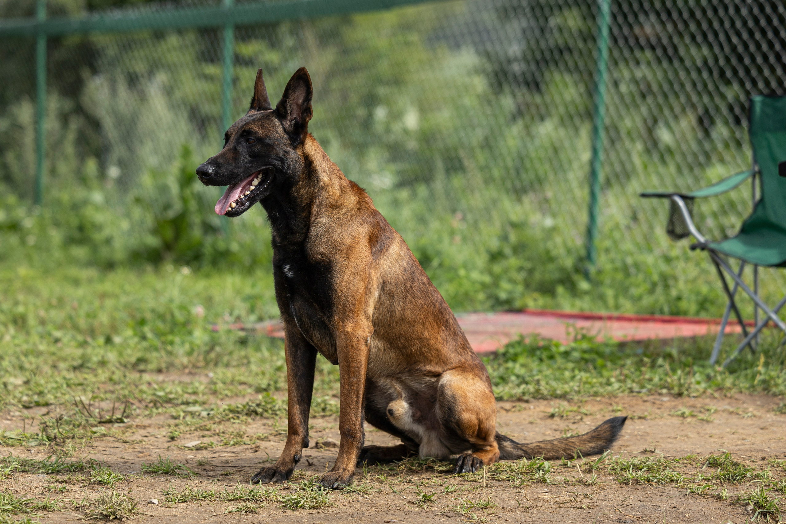 Соревнования по Мондьорингу г. Вологда 10-11.08.2024. Фотограф-анималист Анна Маринич