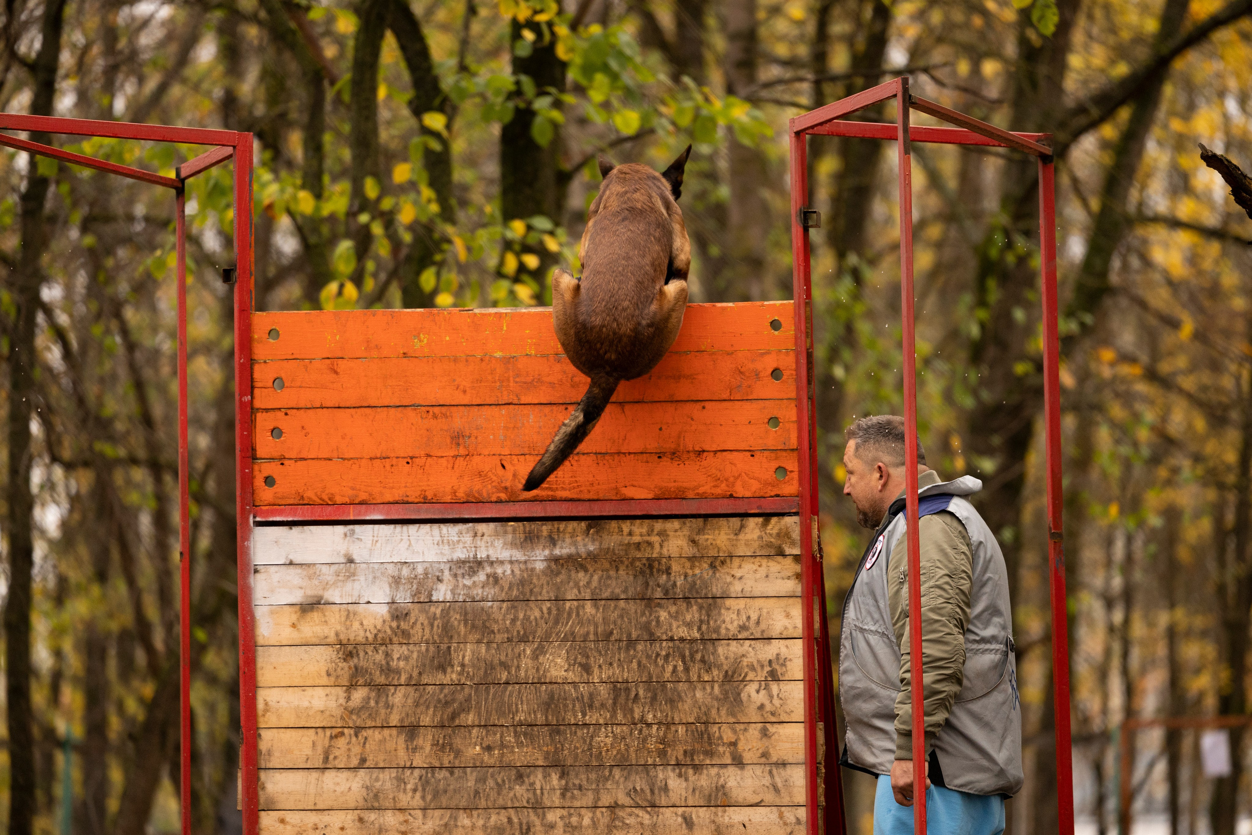 Соревнования по Мондьорингу г. Вологда. Фотограф-анималист Анна Маринич