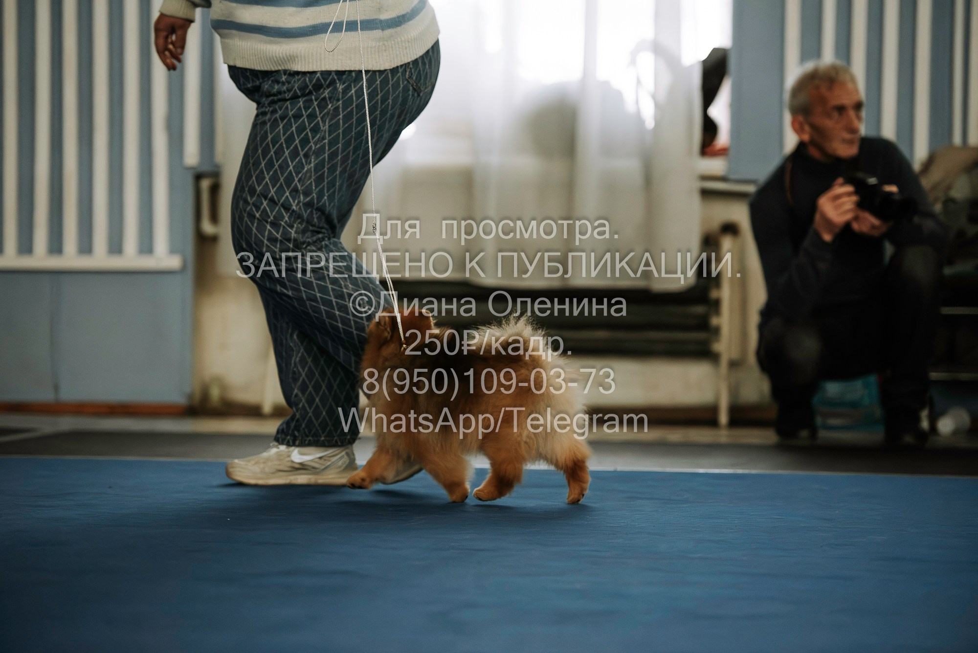 Выставка собак Красноярск 29.10.2023. Фотограф Диана Оленина Красноярск / Братск