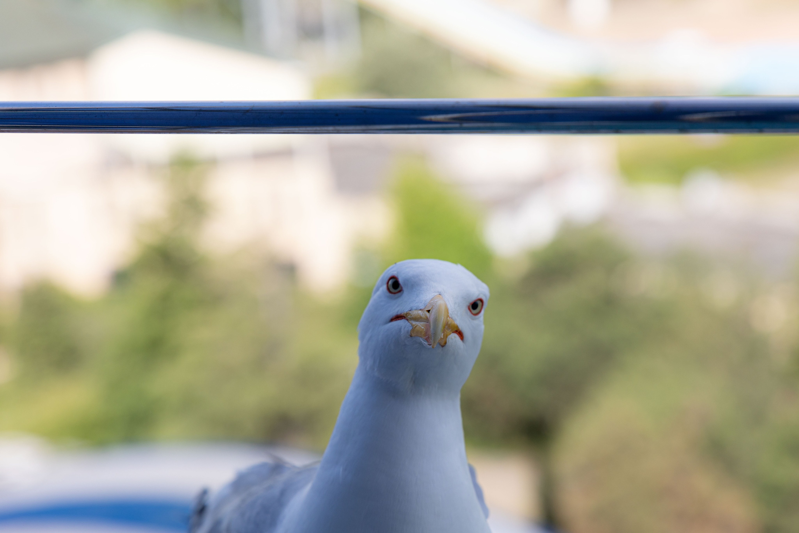 Фотограф Татьяна Марсуверских г. Жуковский, Москва и Мо. Репортажные съёмки, фотосессии,  фотограф анималист, фотосъёмка животных. Фотограф для маркетплейсов, фотоуслуги в Жуковском Татьяна Марсуверских