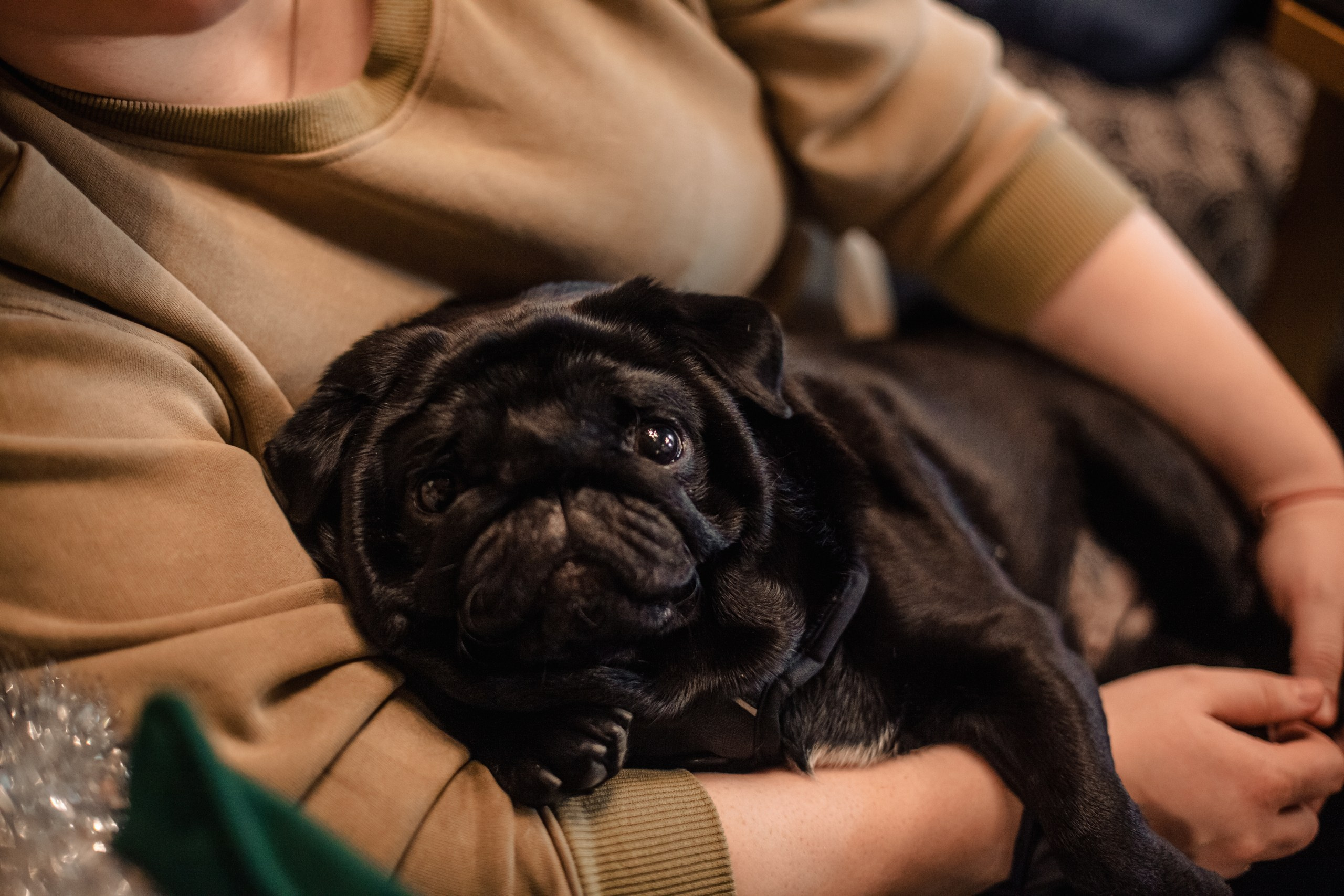 Мопсовстреча 02.12.2023. Фотограф-анималист Татьяна Степанова