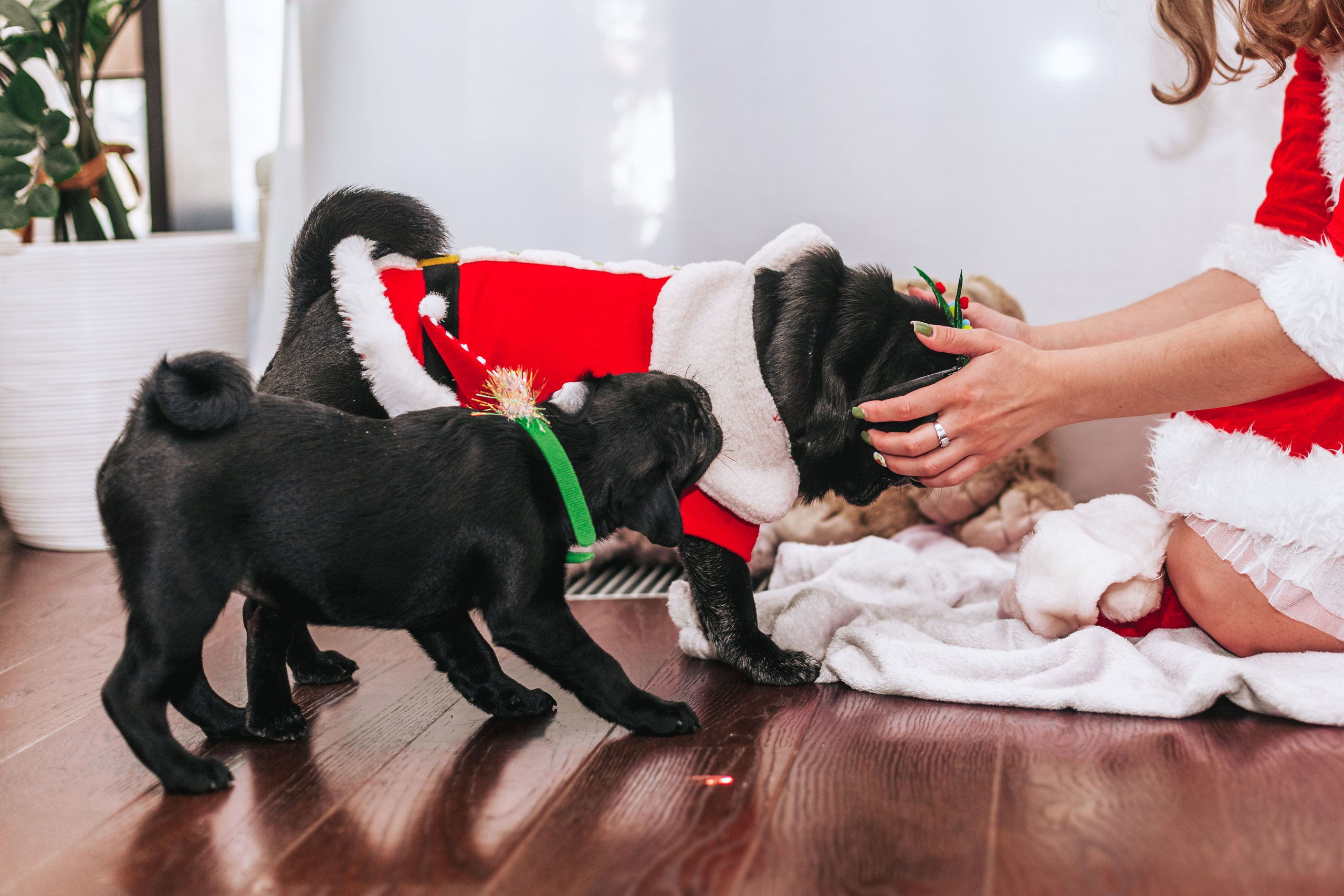 Домашняя фотосессия Оли и двух ее мопсов. Фотограф-анималист Татьяна Степанова