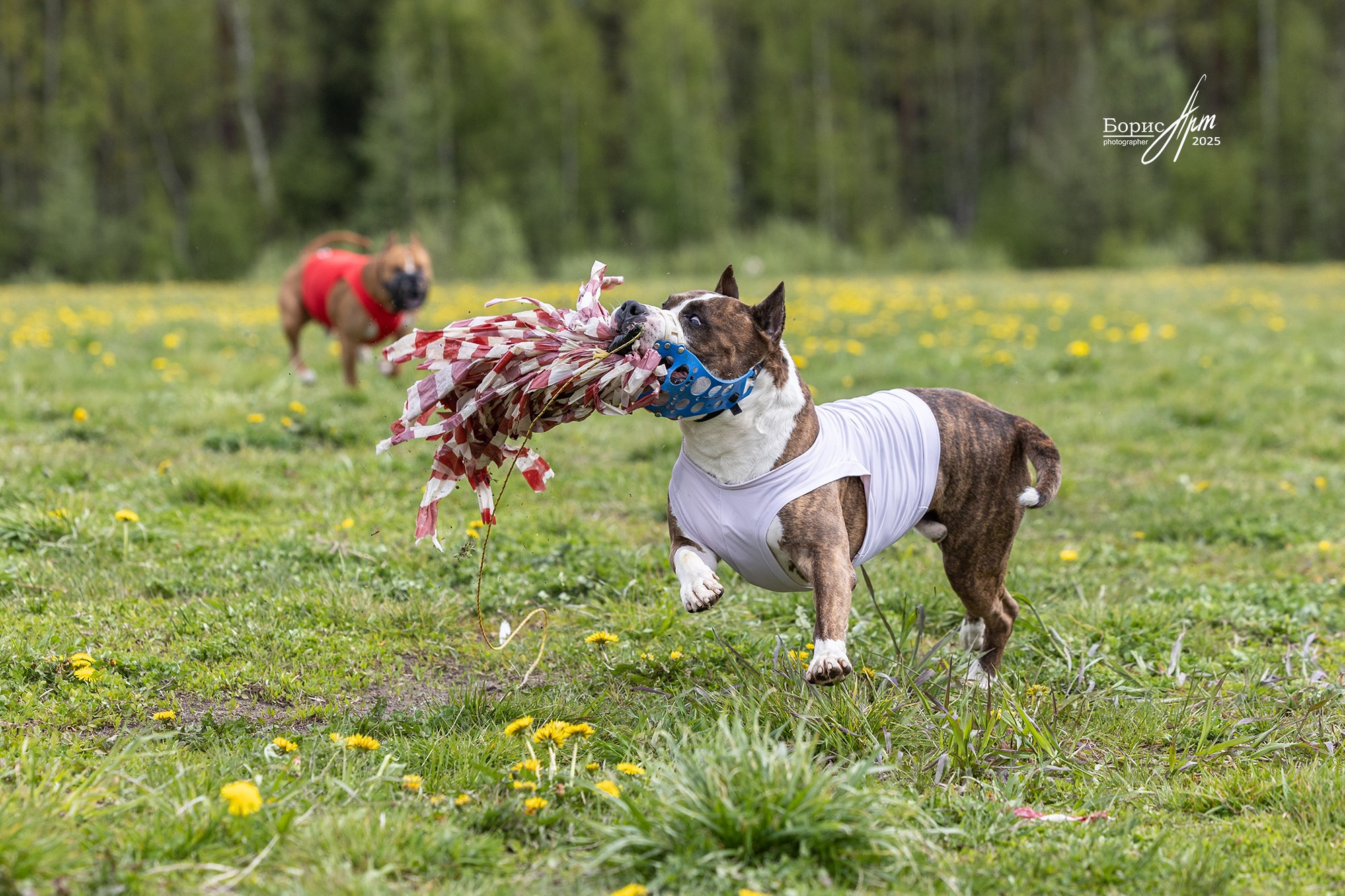 КУРСИНГ. Борис Артамонов фотограф — анималист. Москва