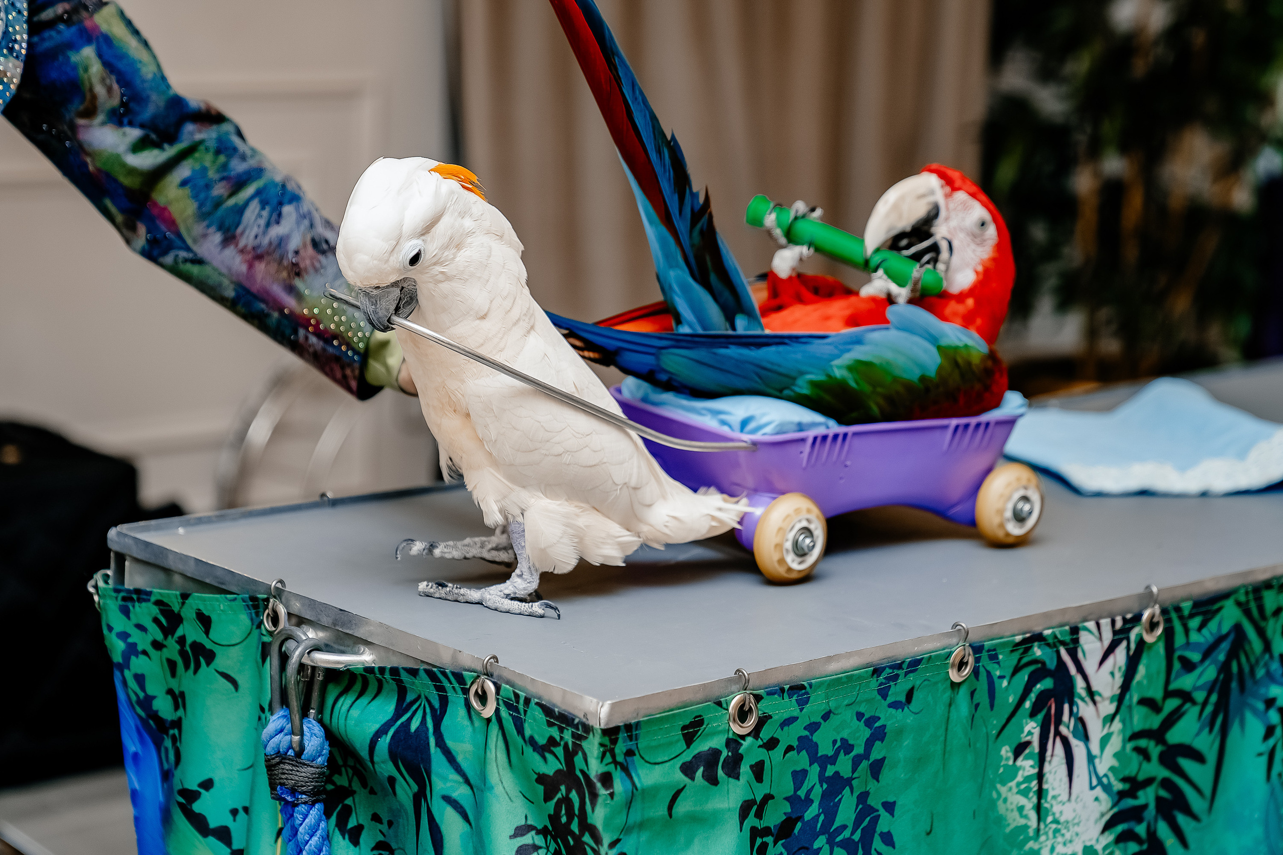 Фотосессия на детский день рождения. Свадебный и семейный фотограф в Москве Светлана Зоткина