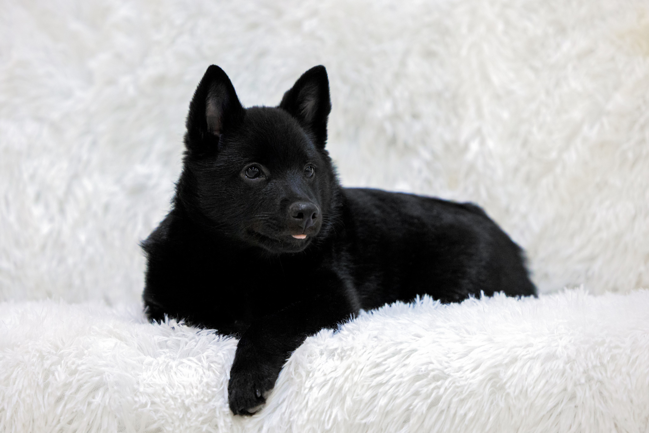 Крокус 3,9 и 10.12.2023. Фотограф-анималист Юлия Германика