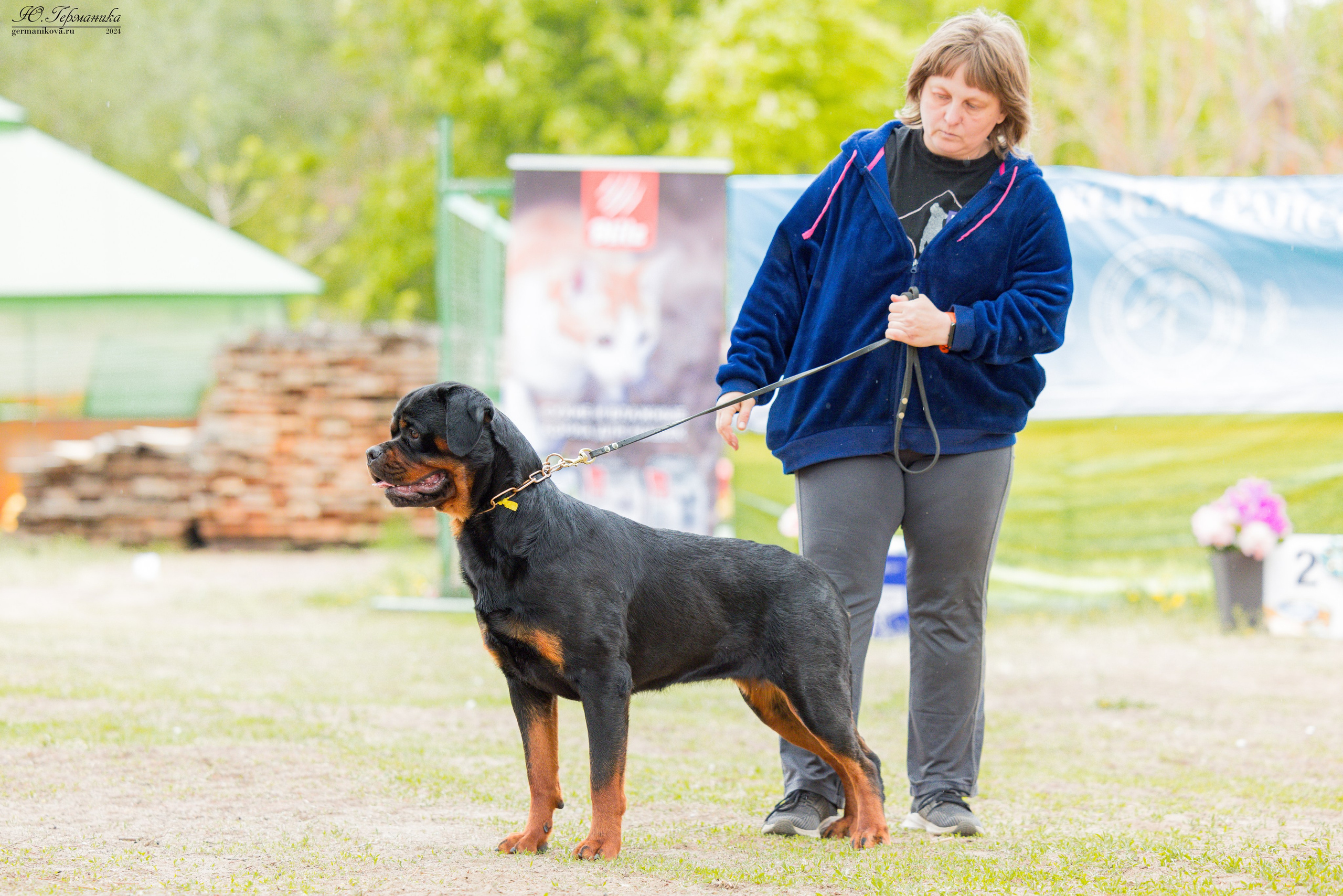 Саратов 2 х моно ротвейлеров 28-29.04.2024. Фотограф-анималист Юлия Германика
