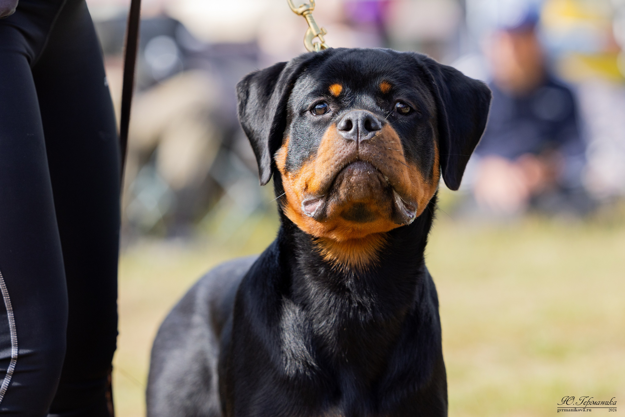 ПК и КЧК ротвейлеры Тверь 6-7.07.2024. Фотограф-анималист Юлия Германика
