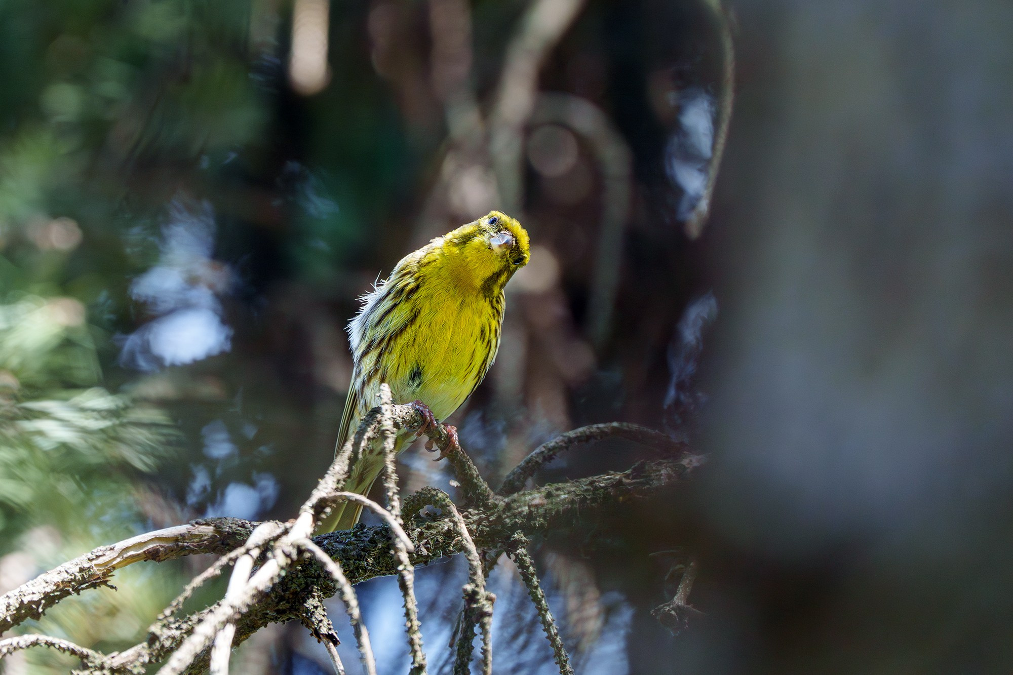 Удивительные мир птиц. Вокруг нас столько прекрасного — присмотритесь!. Ваш личный фотограф Марина Волкова