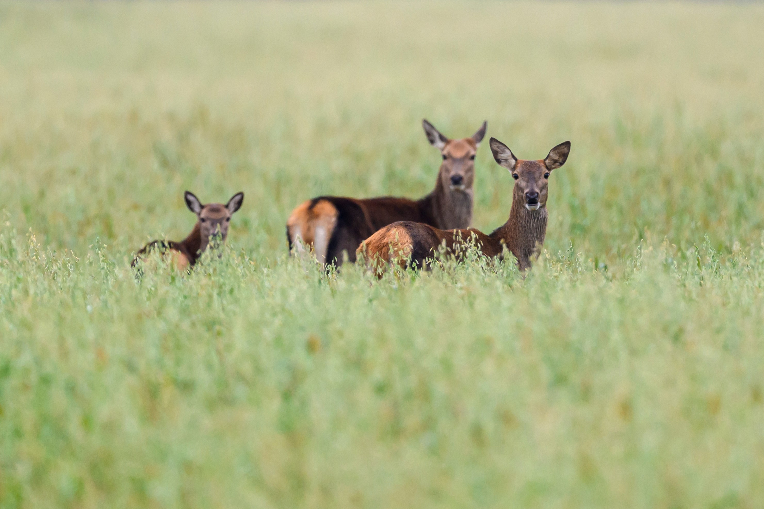 Осень. Олени, тетерева и снегири. Wildlife photography by Sergey Puponin