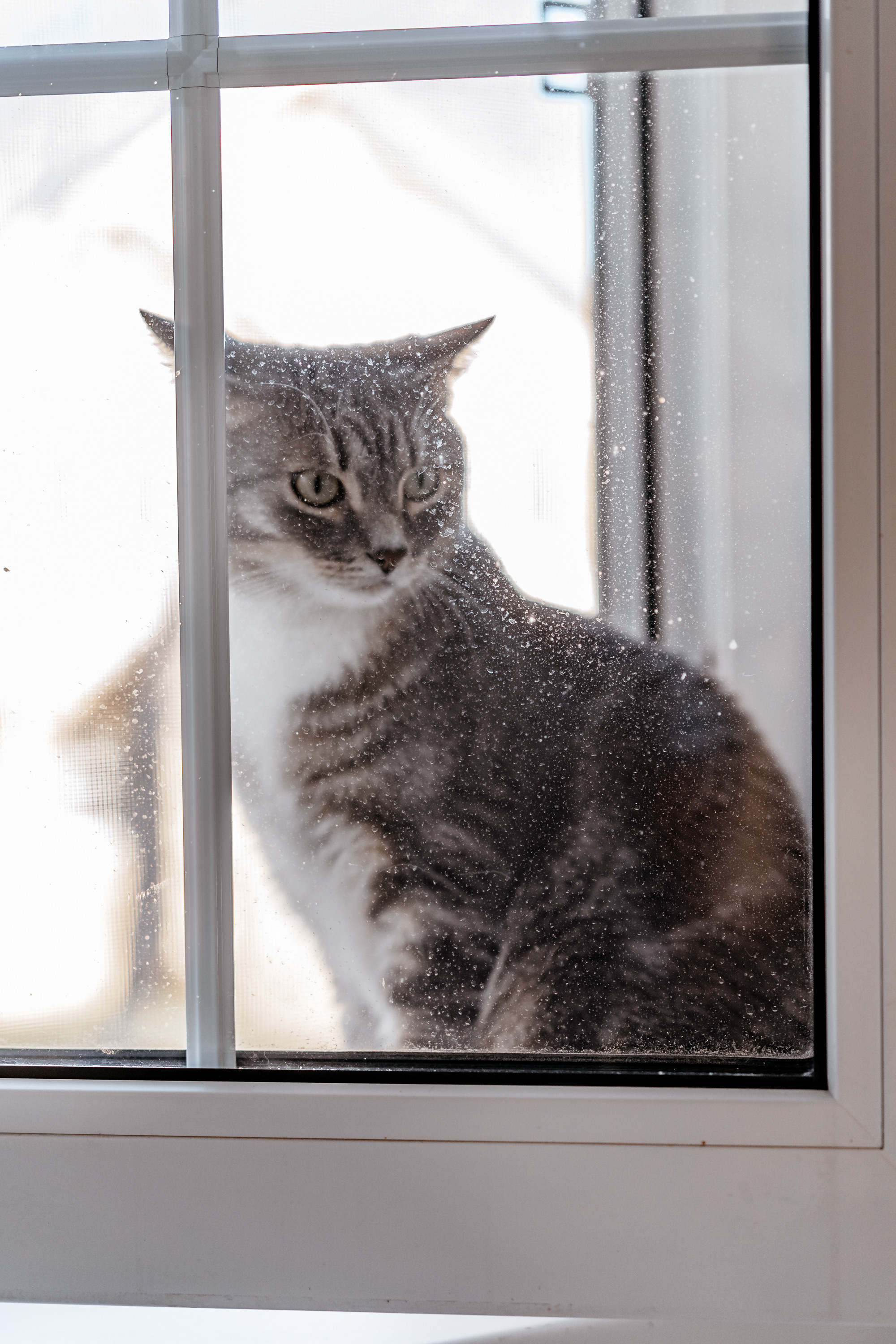 Вероника Евгений Лева. Репотражный и семейный фотограф в Москве Герлинг Радмила