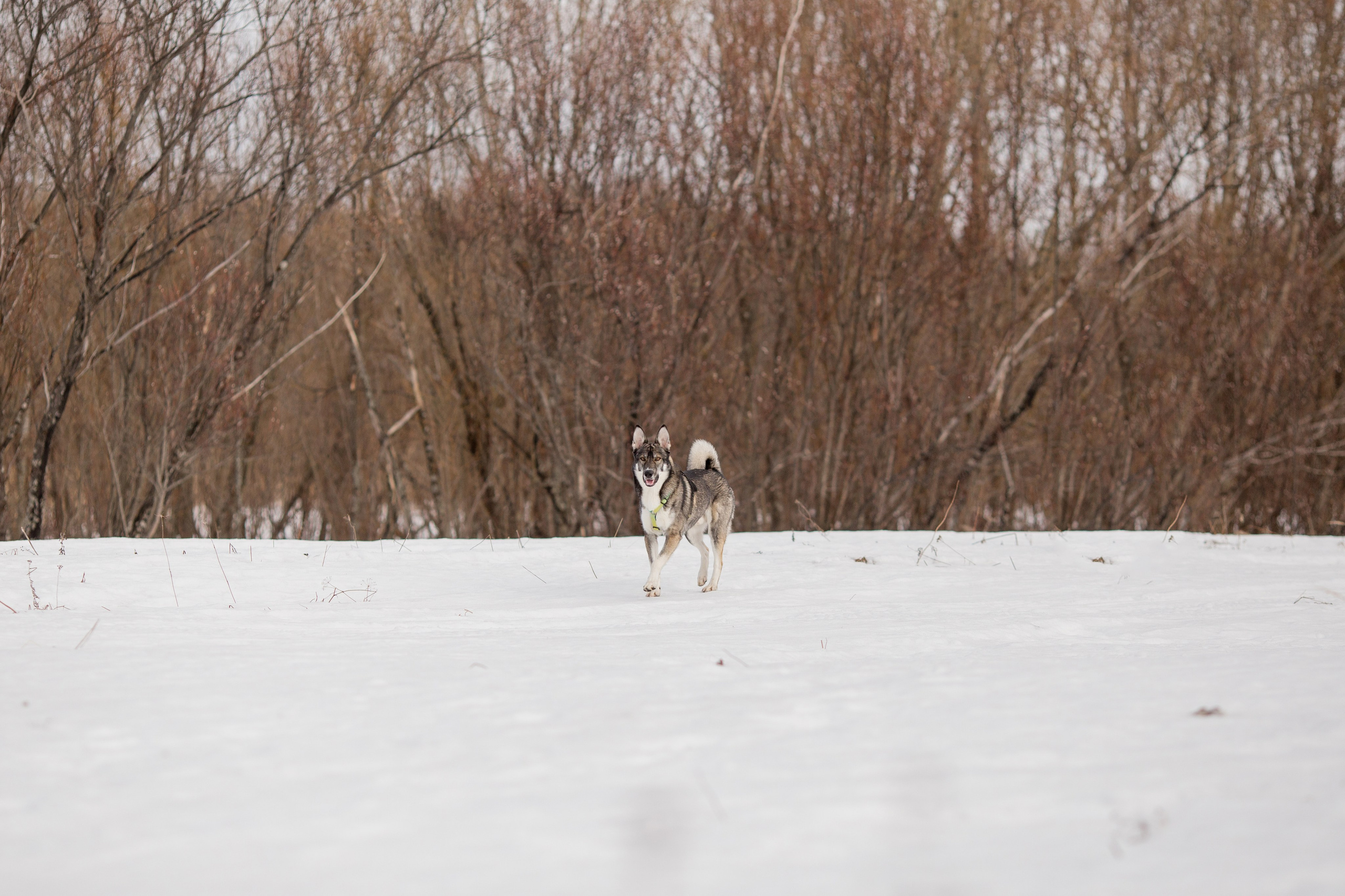 Фотосессия с собакой в Архангельске