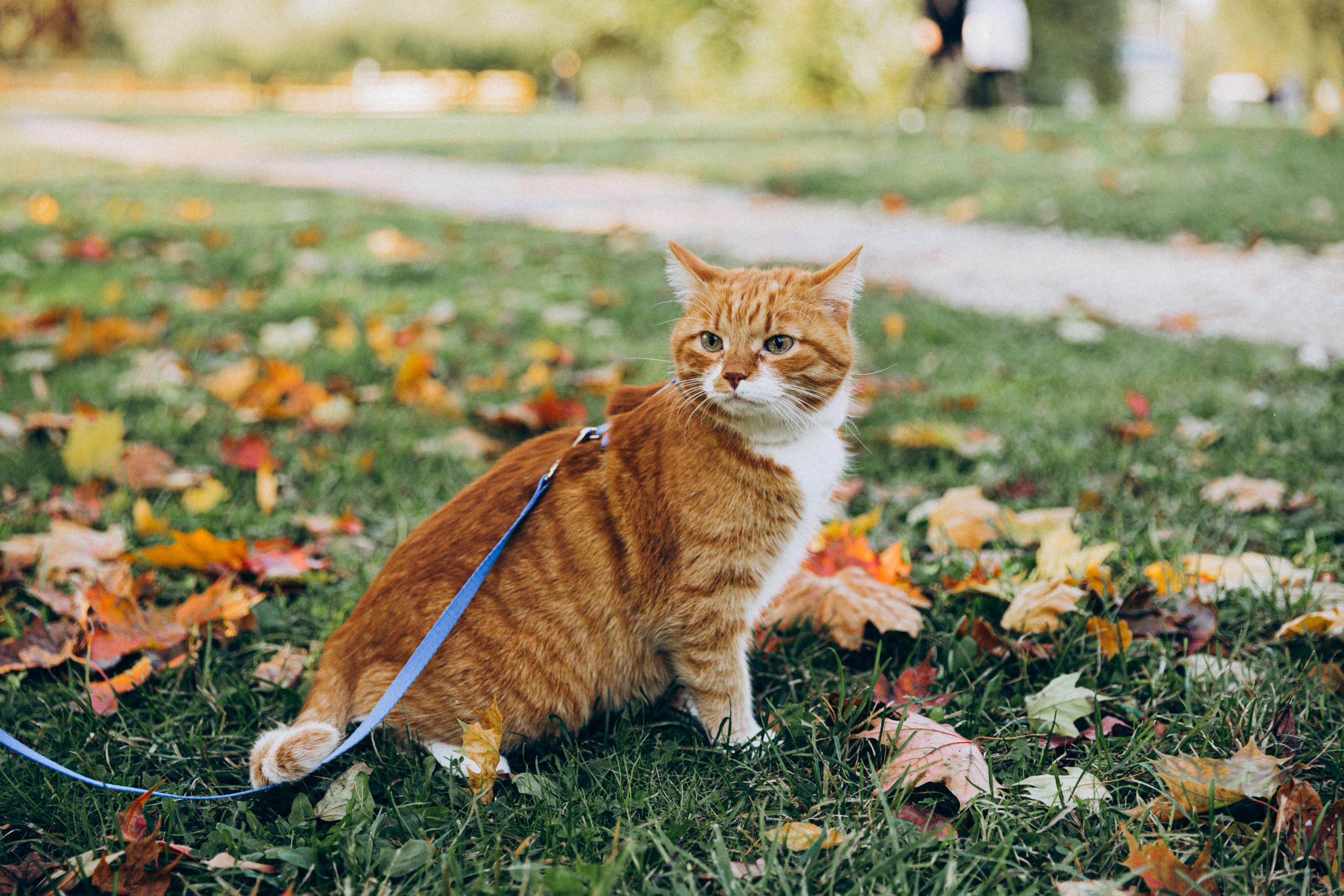 Таня и Ричард. Фотограф-анималист в Москве Соломонова Варвара