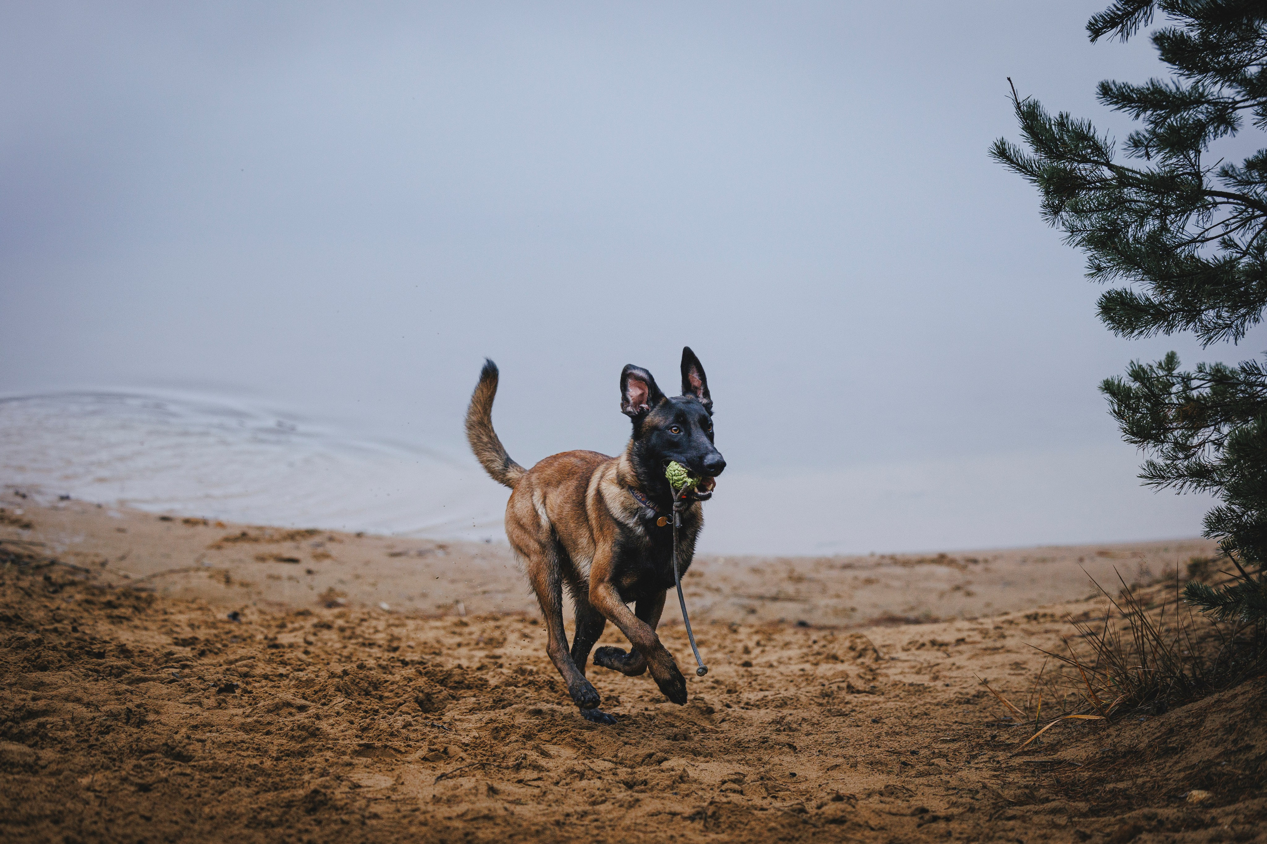 Омен, Айс и Рицу. Фотограф-анималист Анна Маринич