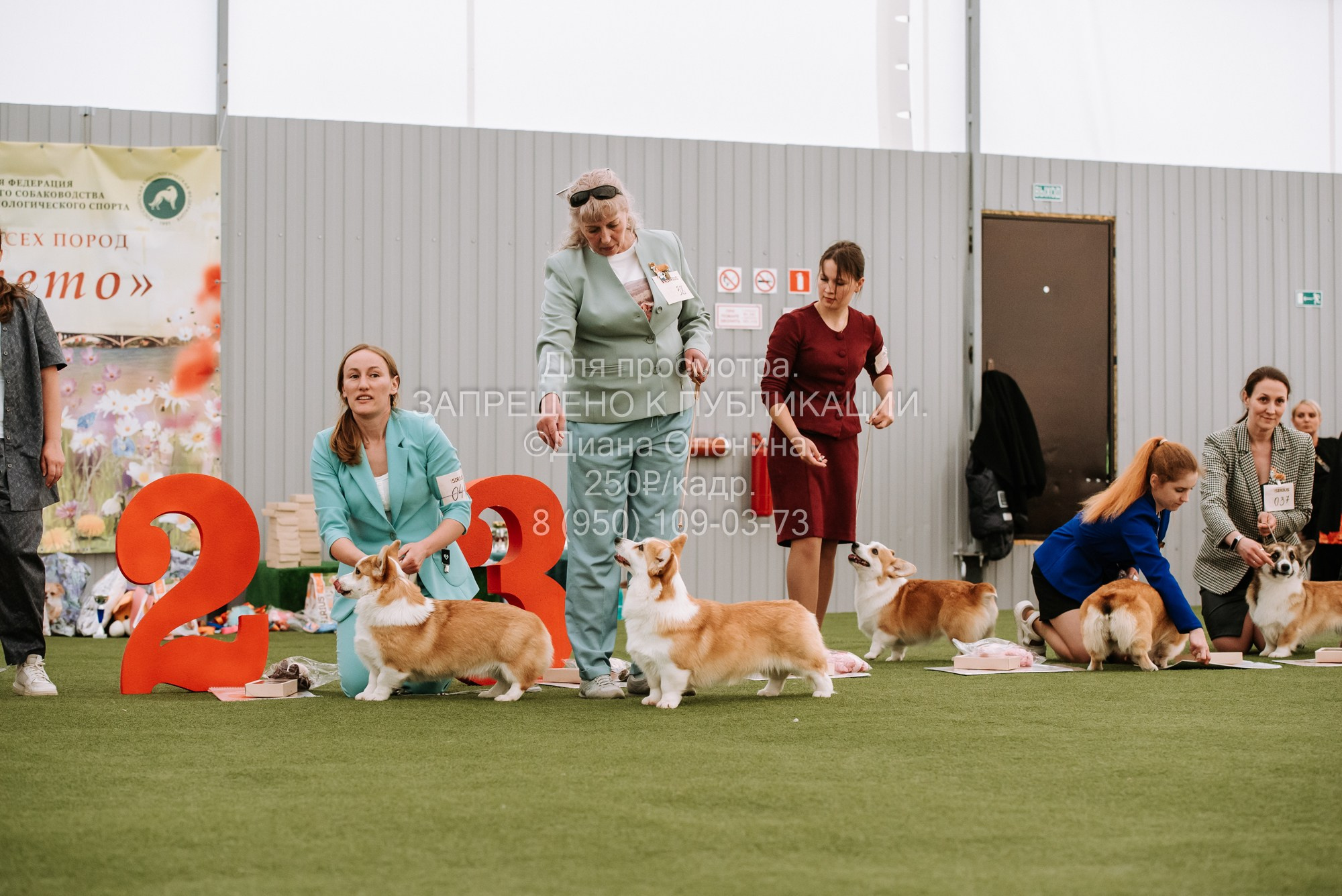 Выставка собак Красноярск 2.06. Фотограф Диана Оленина Красноярск / Братск