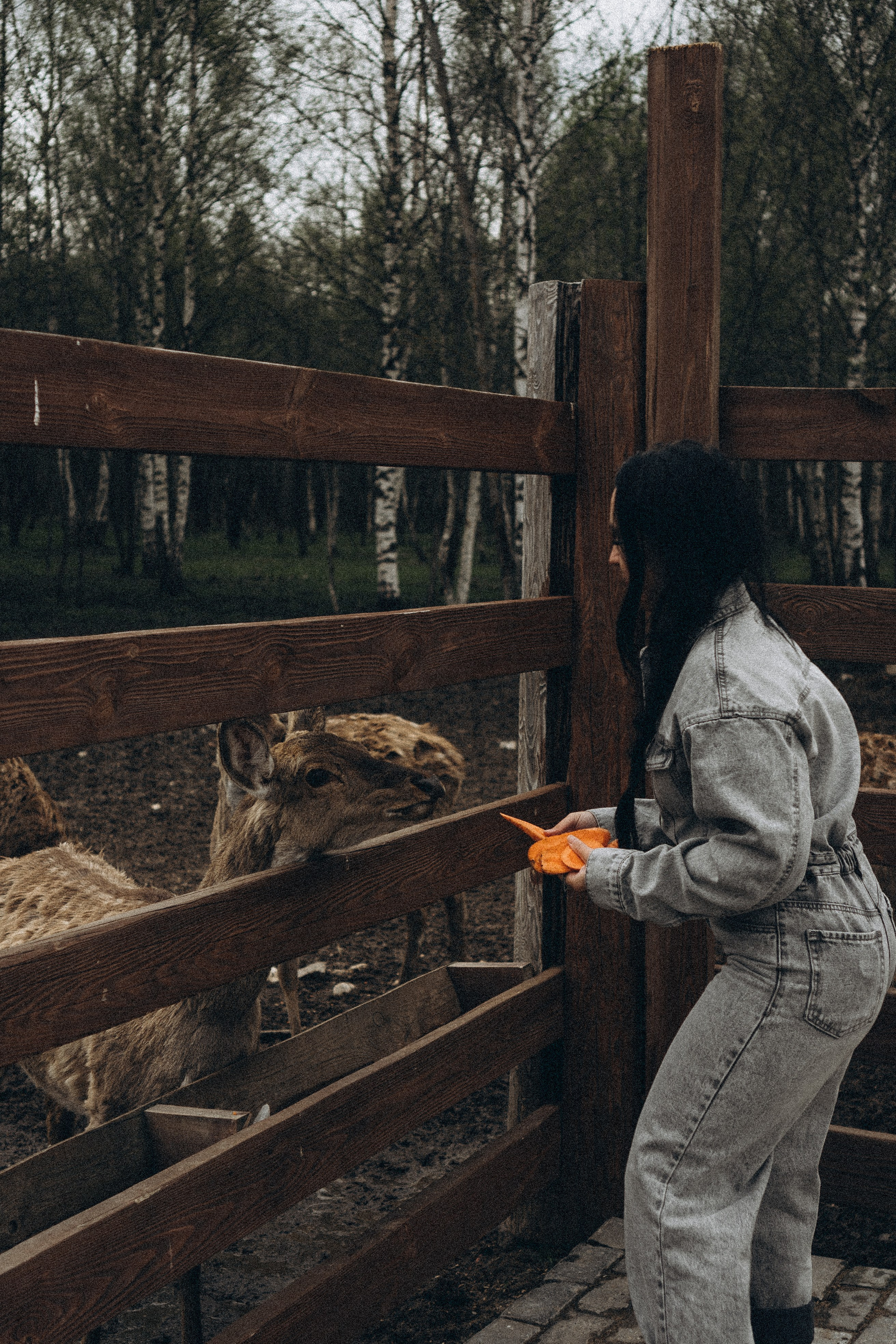ОЛЕНЬЯ ФЕРМА В ТВЕРИ. Профессиональный фотограф, Санкт-Петербург — Виктория Богомолова