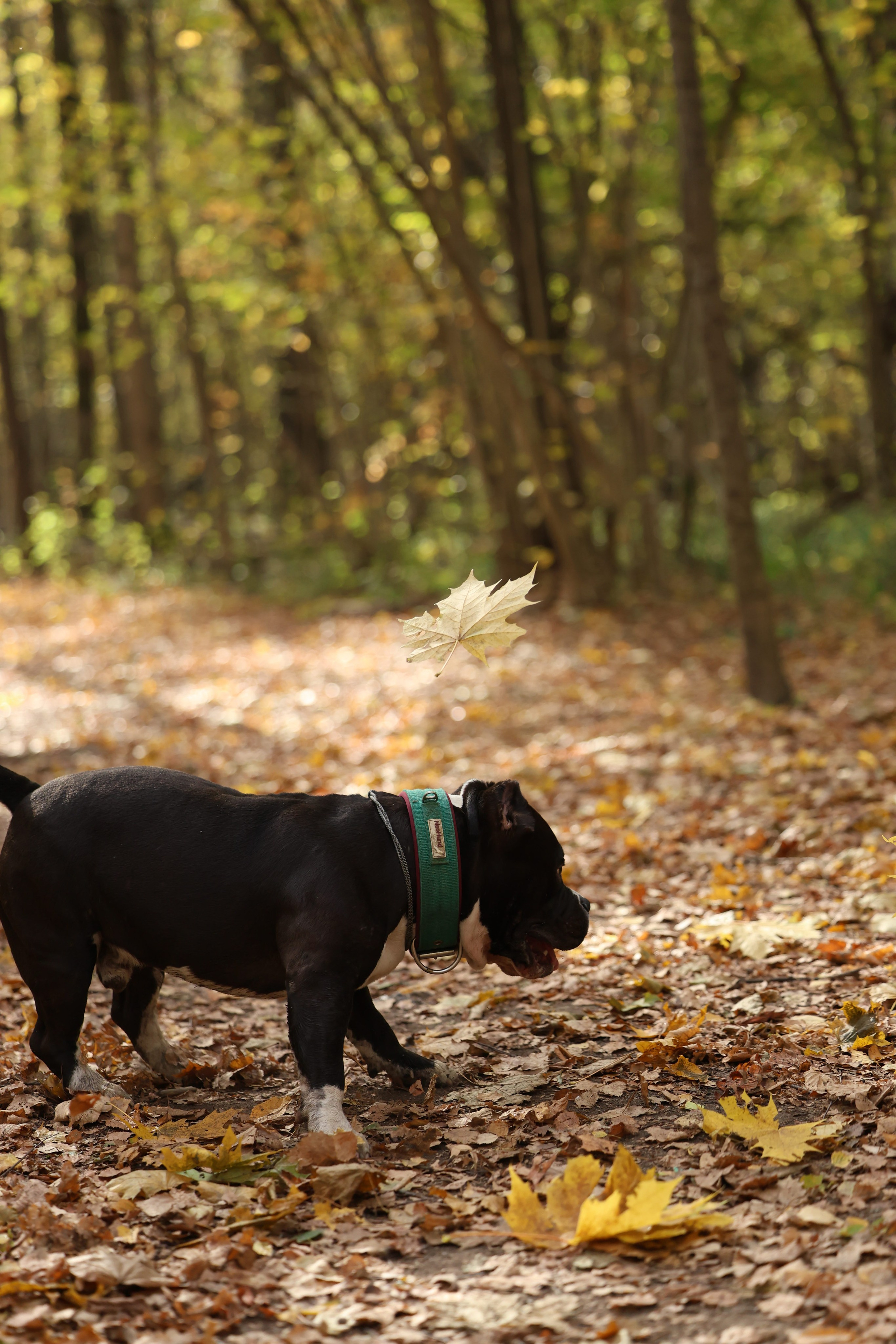 Бумер. Виктория Михайловская. Фотограф-анималист. Москва