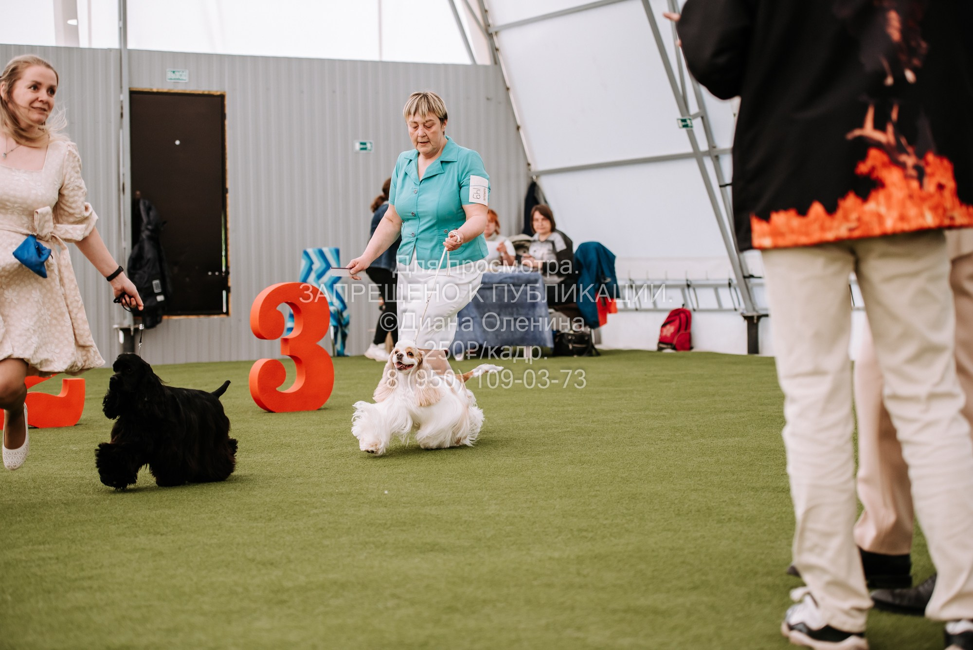 Выставка собак Красноярск 2.06. Фотограф Диана Оленина Красноярск / Братск