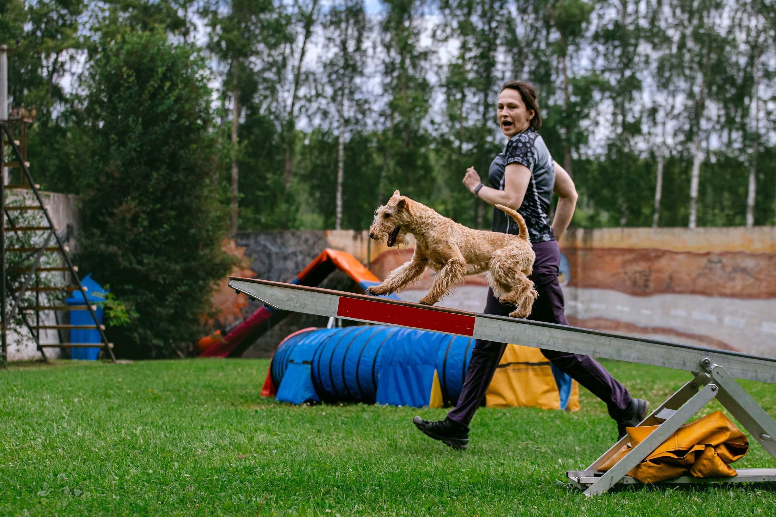 Соревнования по аджилити Долгопрудный 30.06.2025. Фотограф-анималист Татьяна Степанова