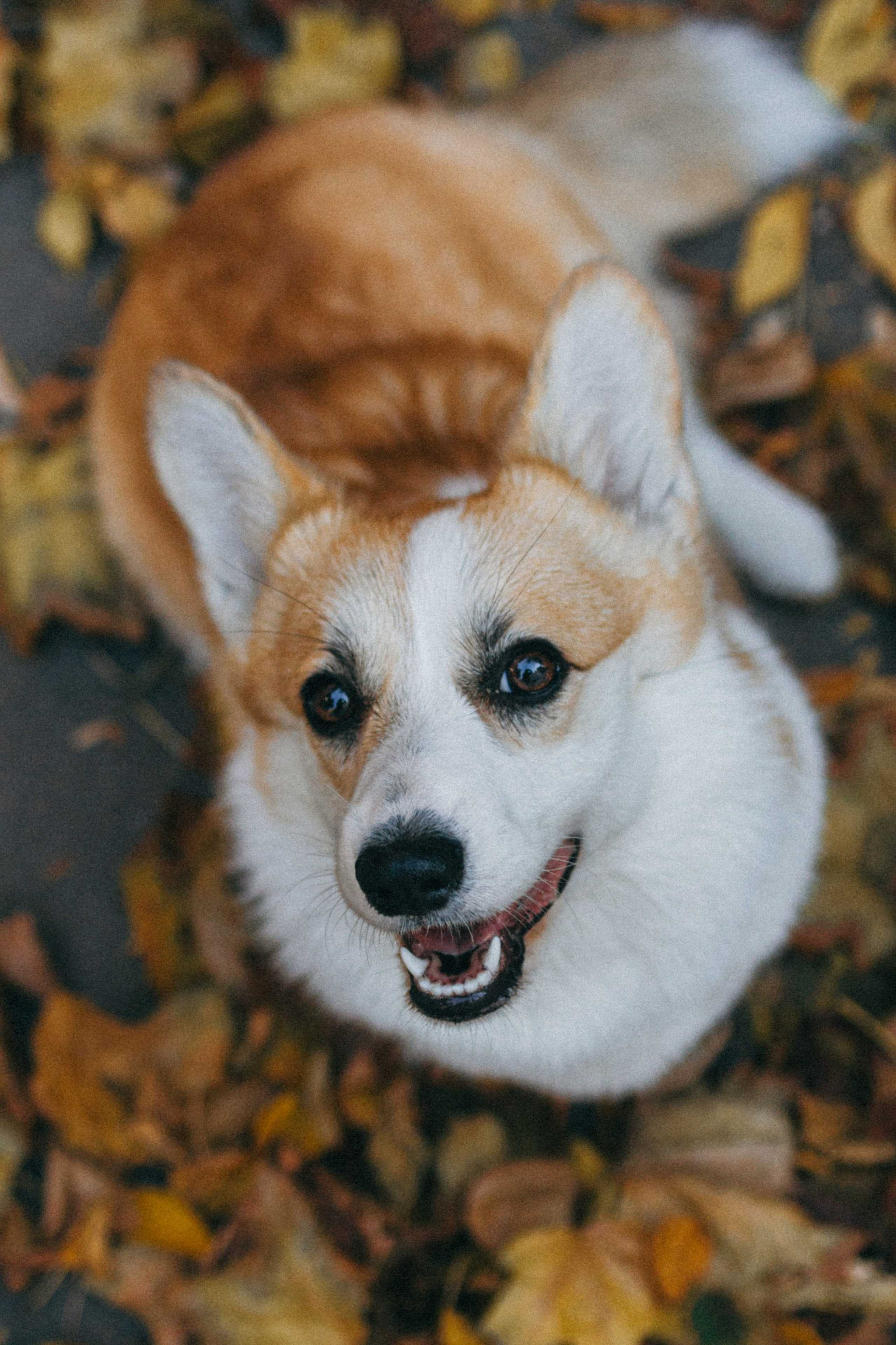 Даша, Рома и Лесли. Фотораф — анималист Мария Шистка