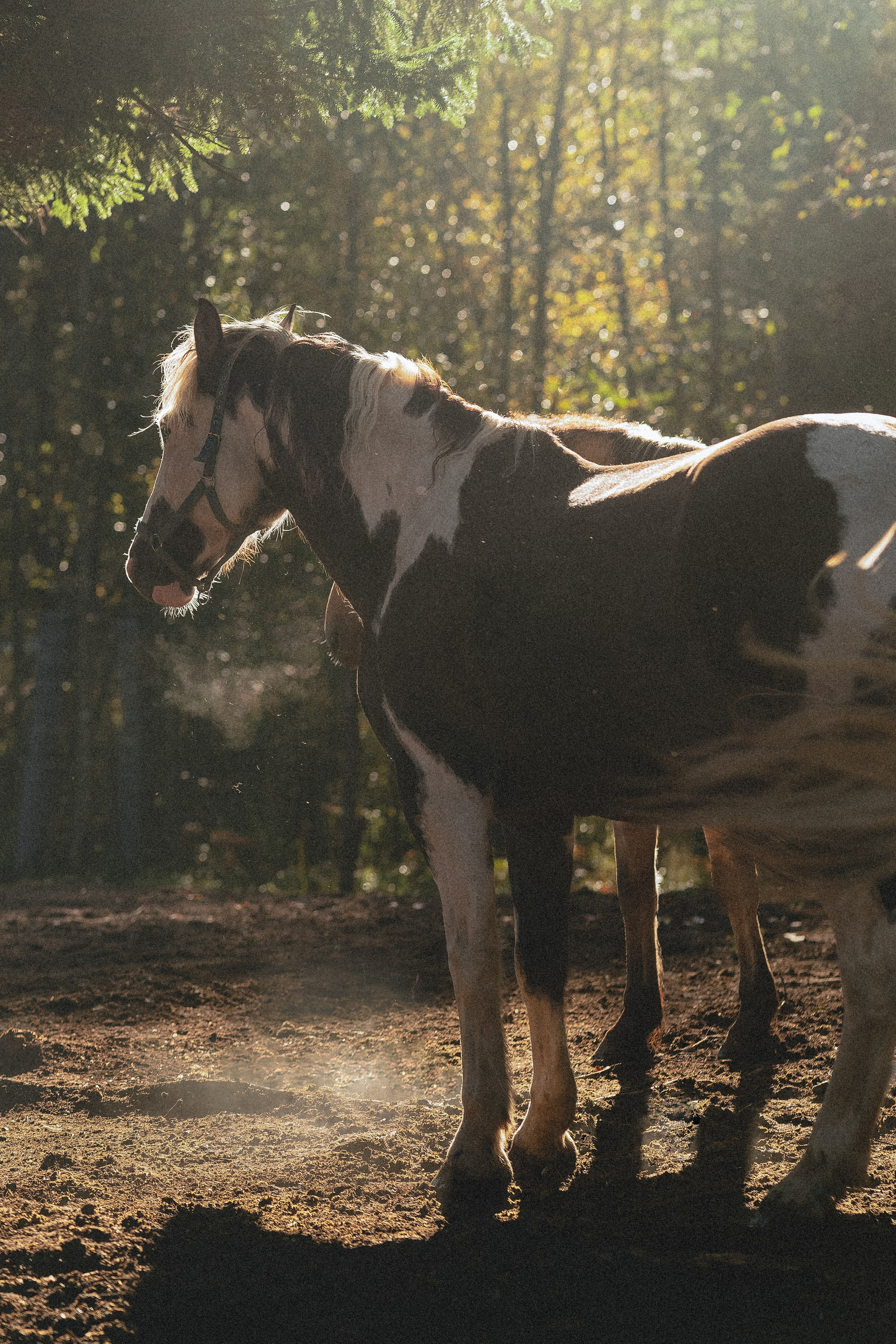 Born to be Wild. Юля Дэй • Фотограф, Санкт-Петербург