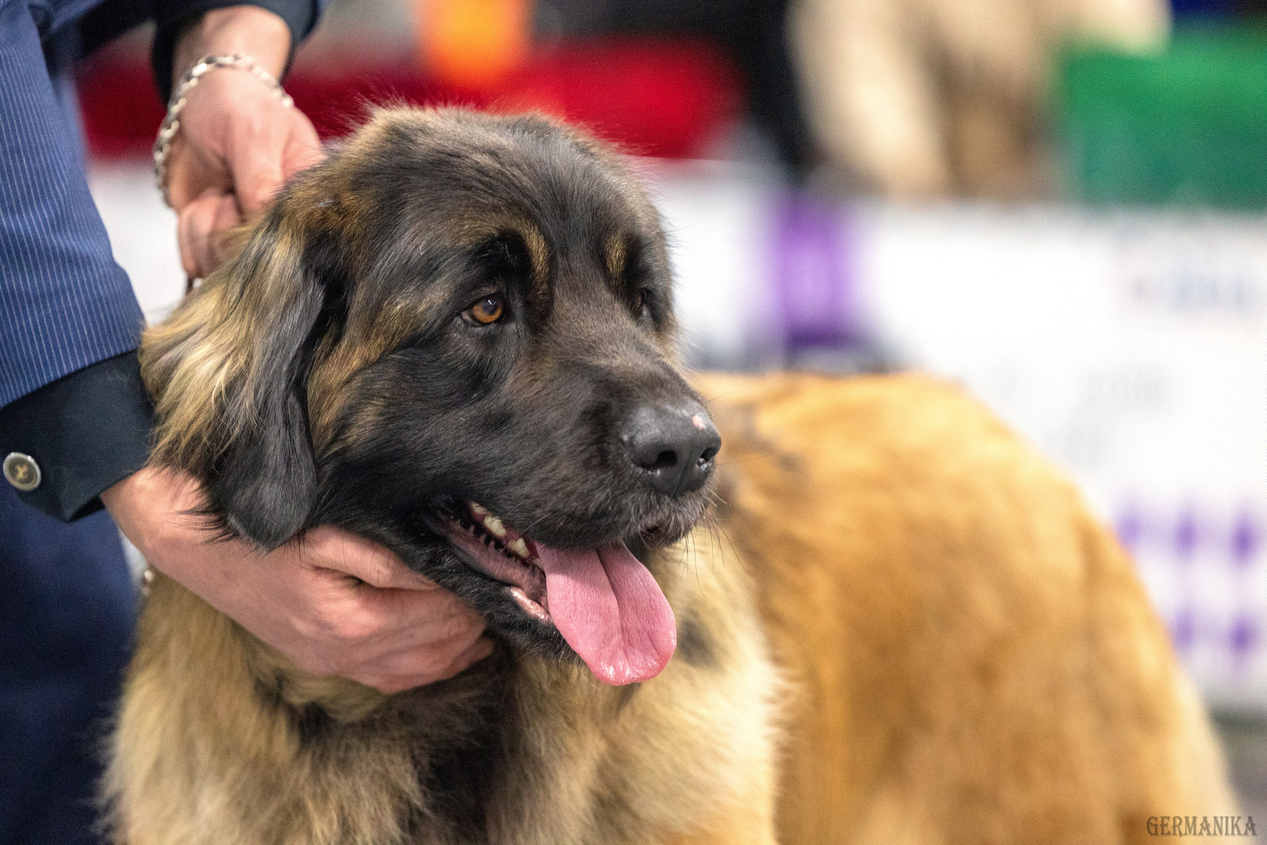 Сфера 28.01. и 4.02.2024. Фотограф-анималист Юлия Германика