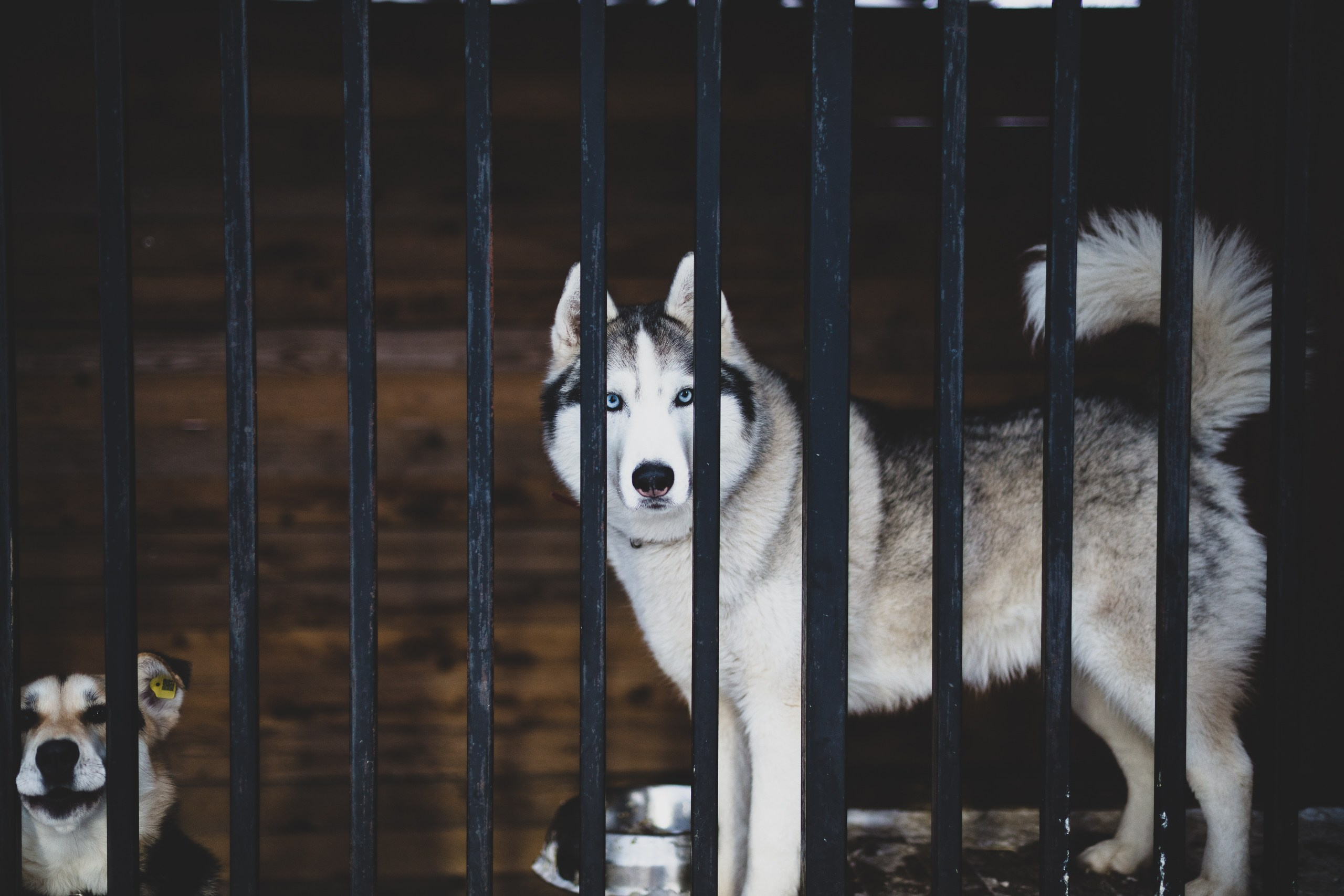 Фонд помощи: Husky_help_21. Фотография