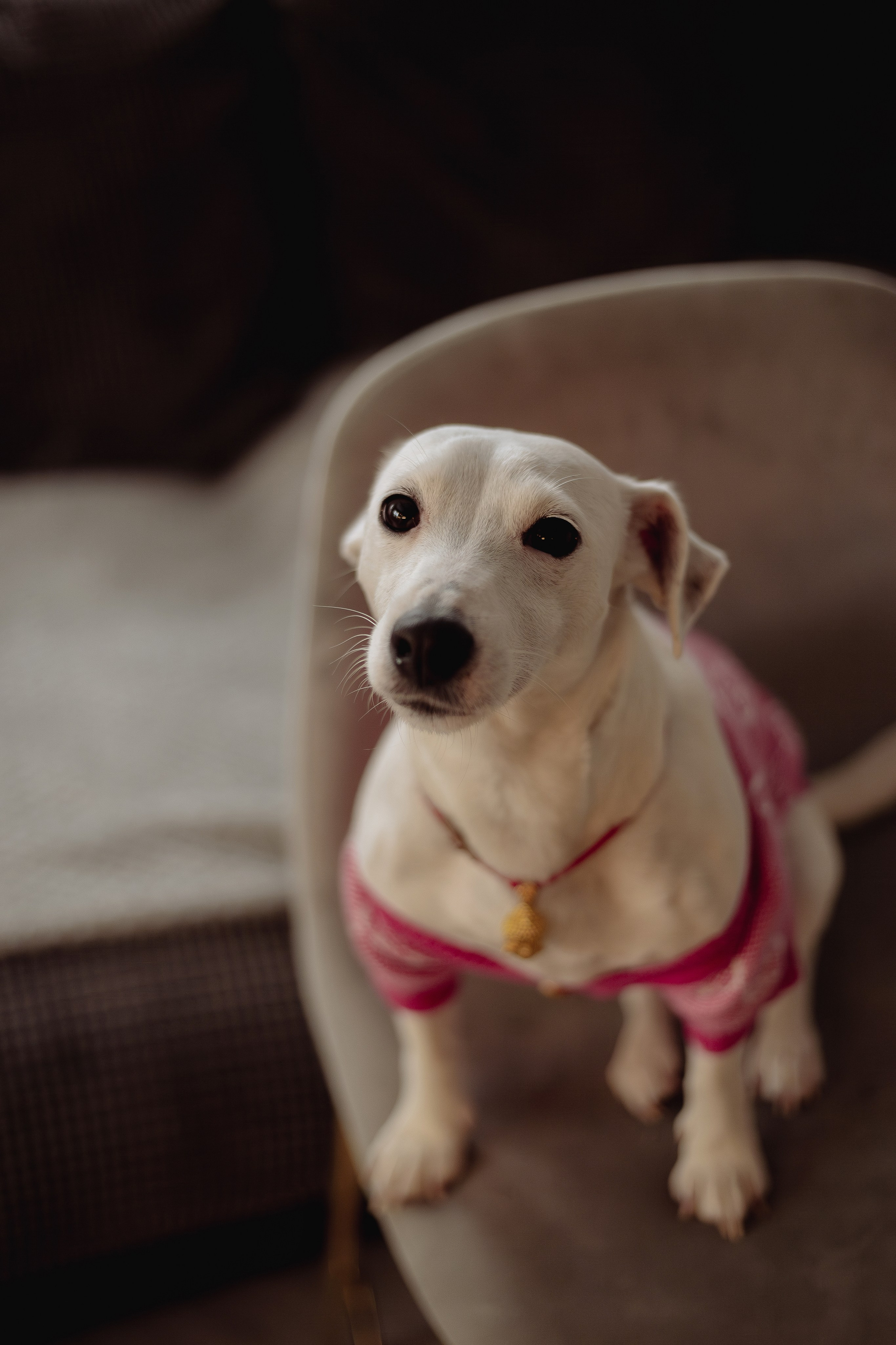 Домашняя. «NEW YEAR». Фотограф Москва / Балашиха