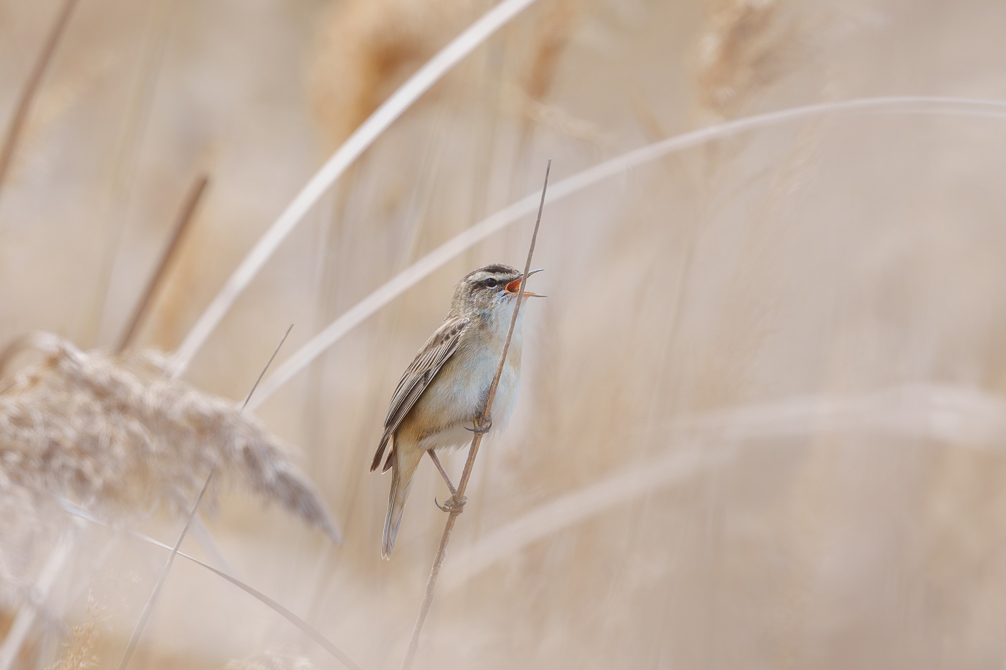 Удивительные мир птиц. Вокруг нас столько прекрасного — присмотритесь!. Ваш личный фотограф Марина Волкова