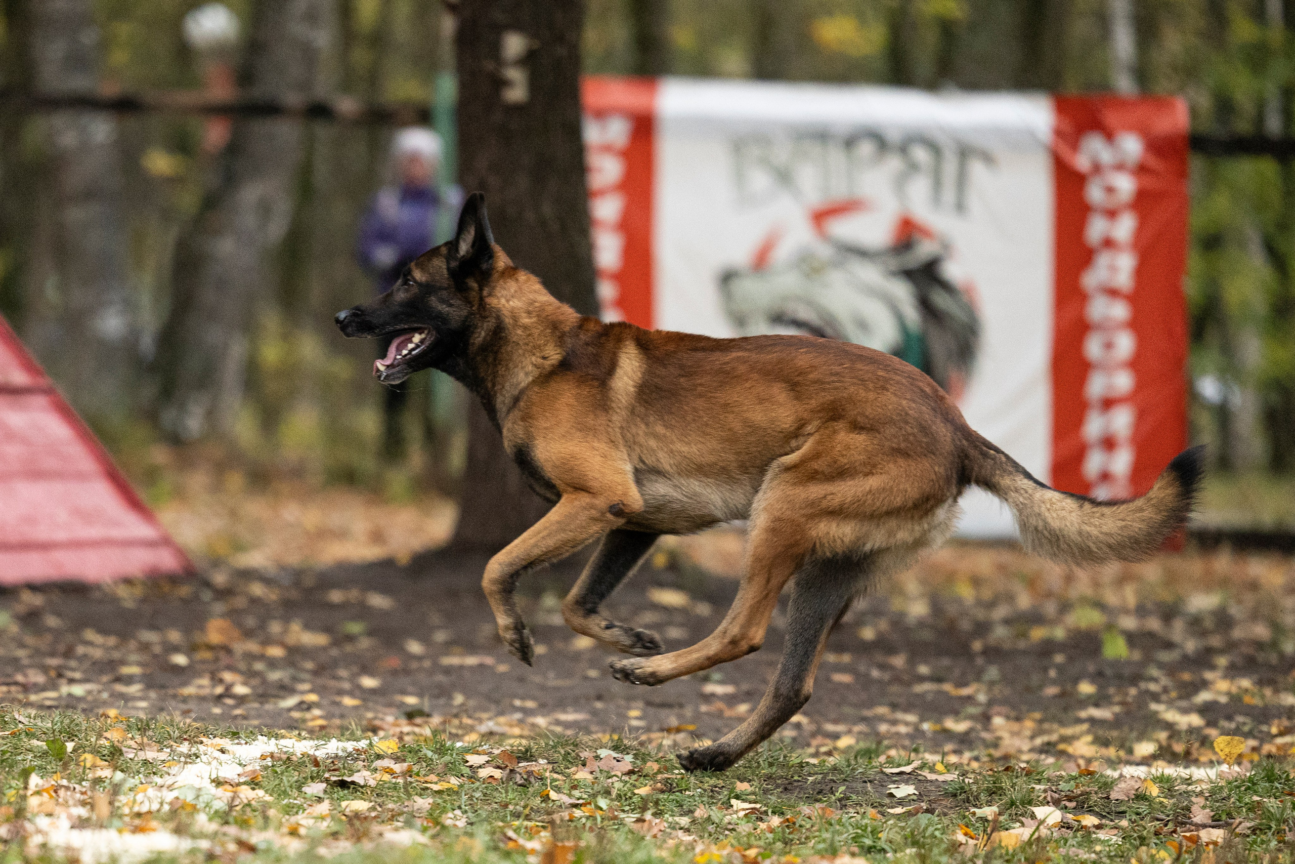 Соревнования по Мондьорингу г. Вологда. Фотограф-анималист Анна Маринич