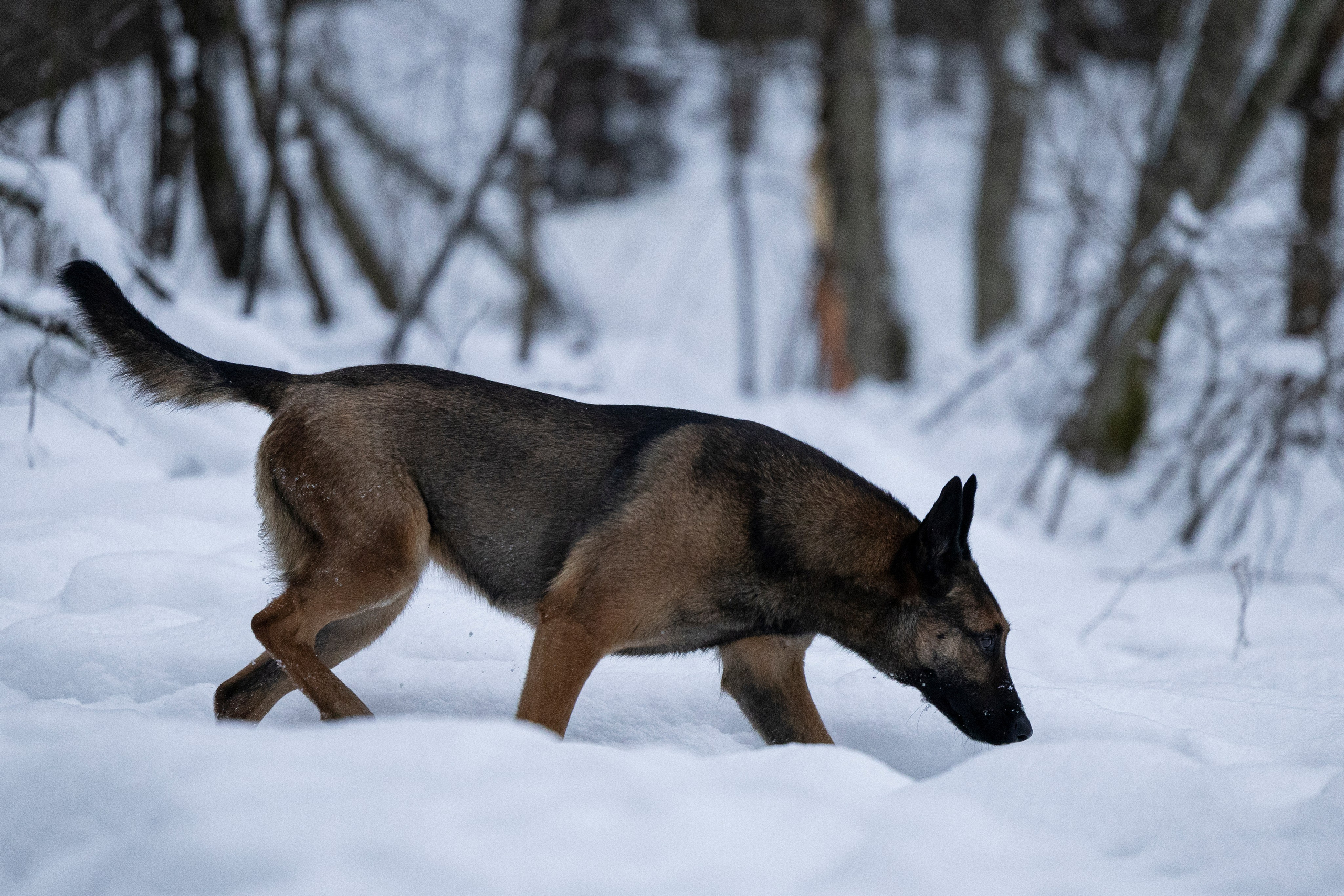 Цедра и Рики. Фотограф-анималист Анна Маринич