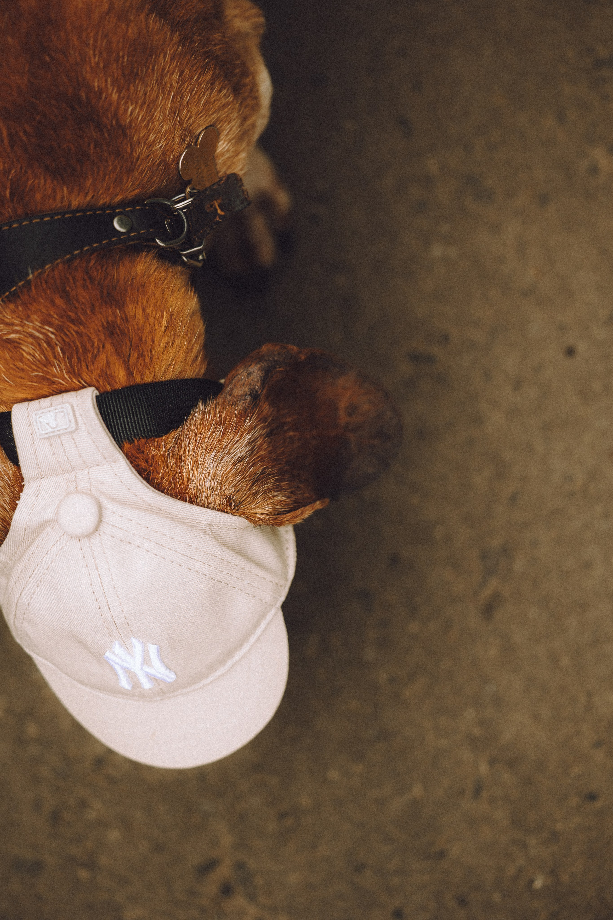 Груша, Данни, Фунтик и их семья