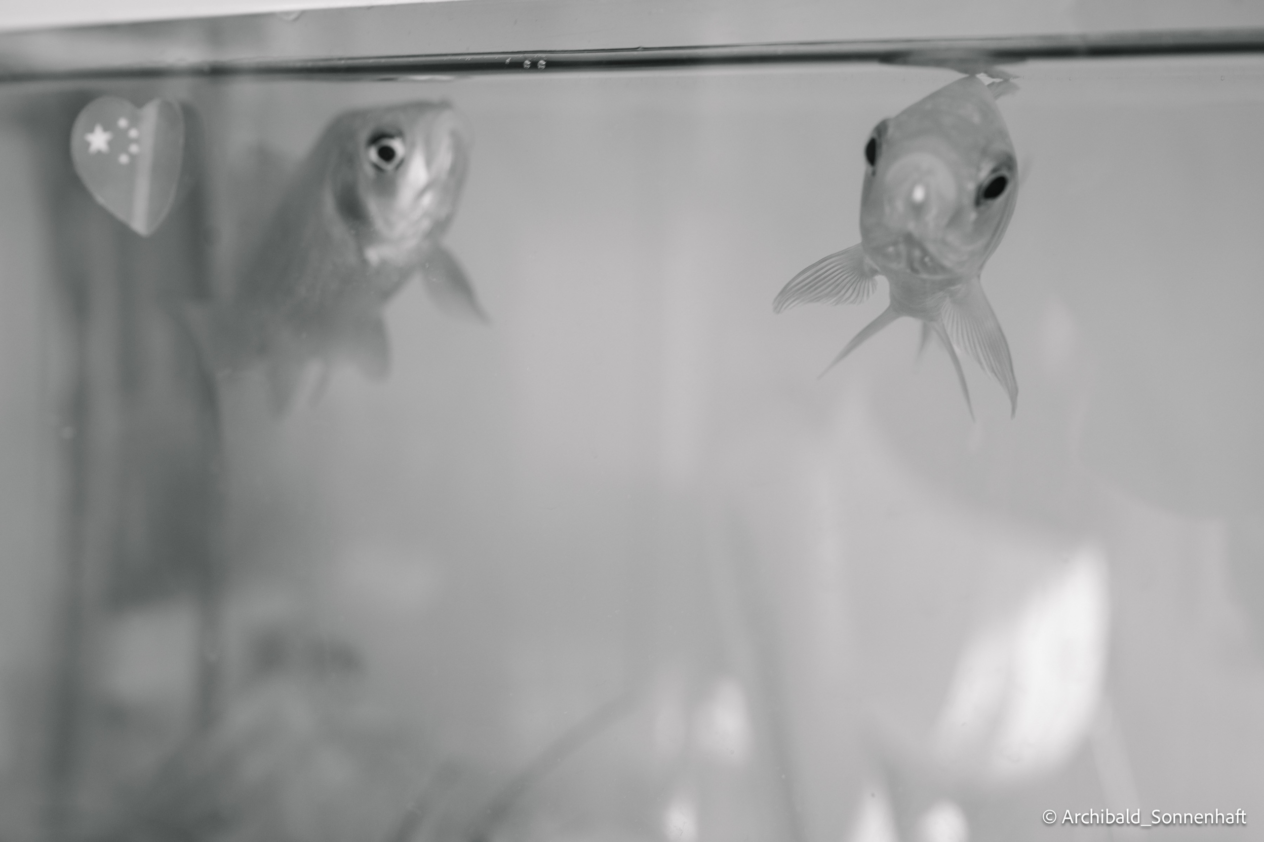 真丝绒绣技艺. Photographer in Guangzhou, China. Archibald Sonnenhaft