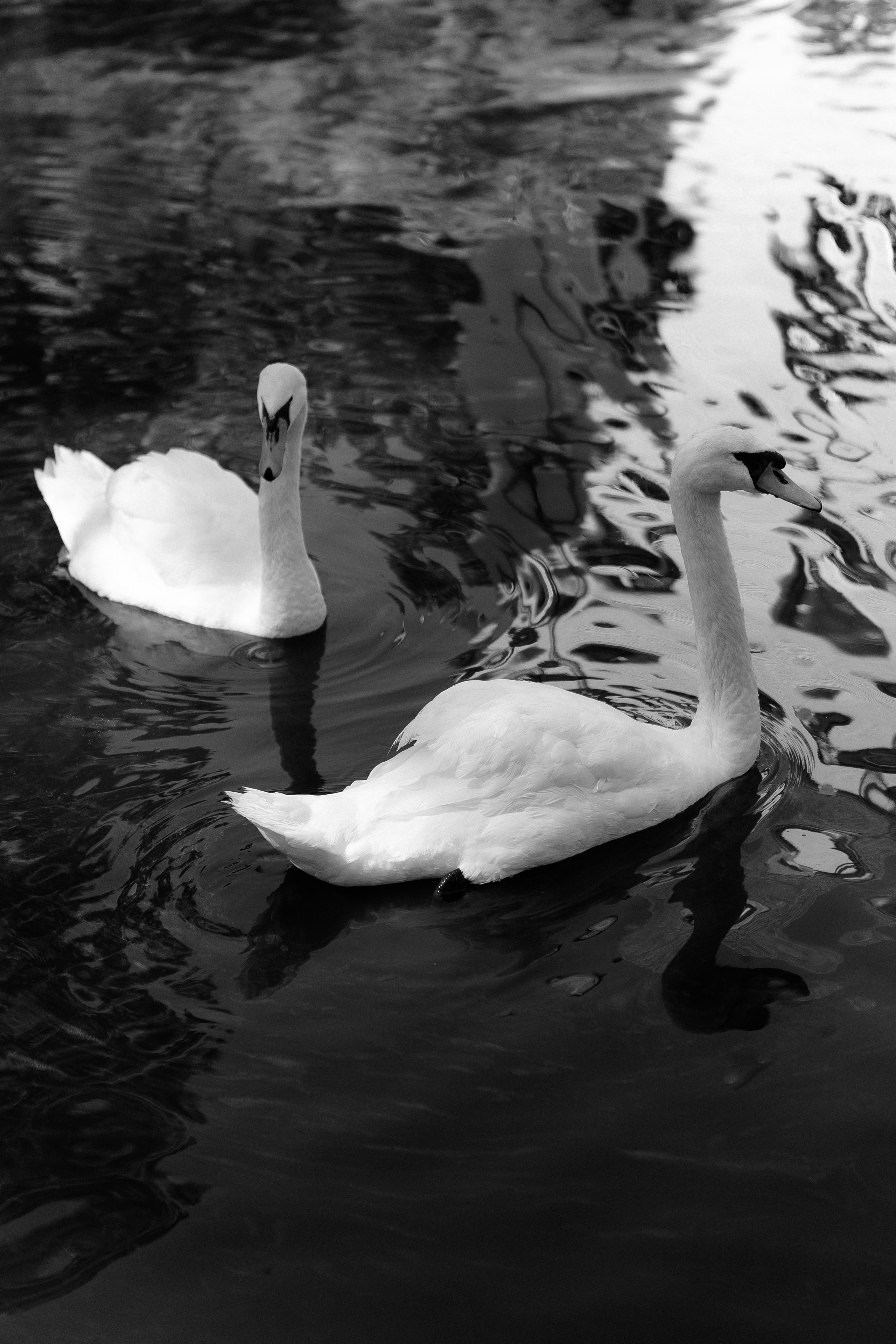 Свадьба Артёма и Дарьи. Фотограф Кольчугино/Владимир/Москва Елизавета Иода