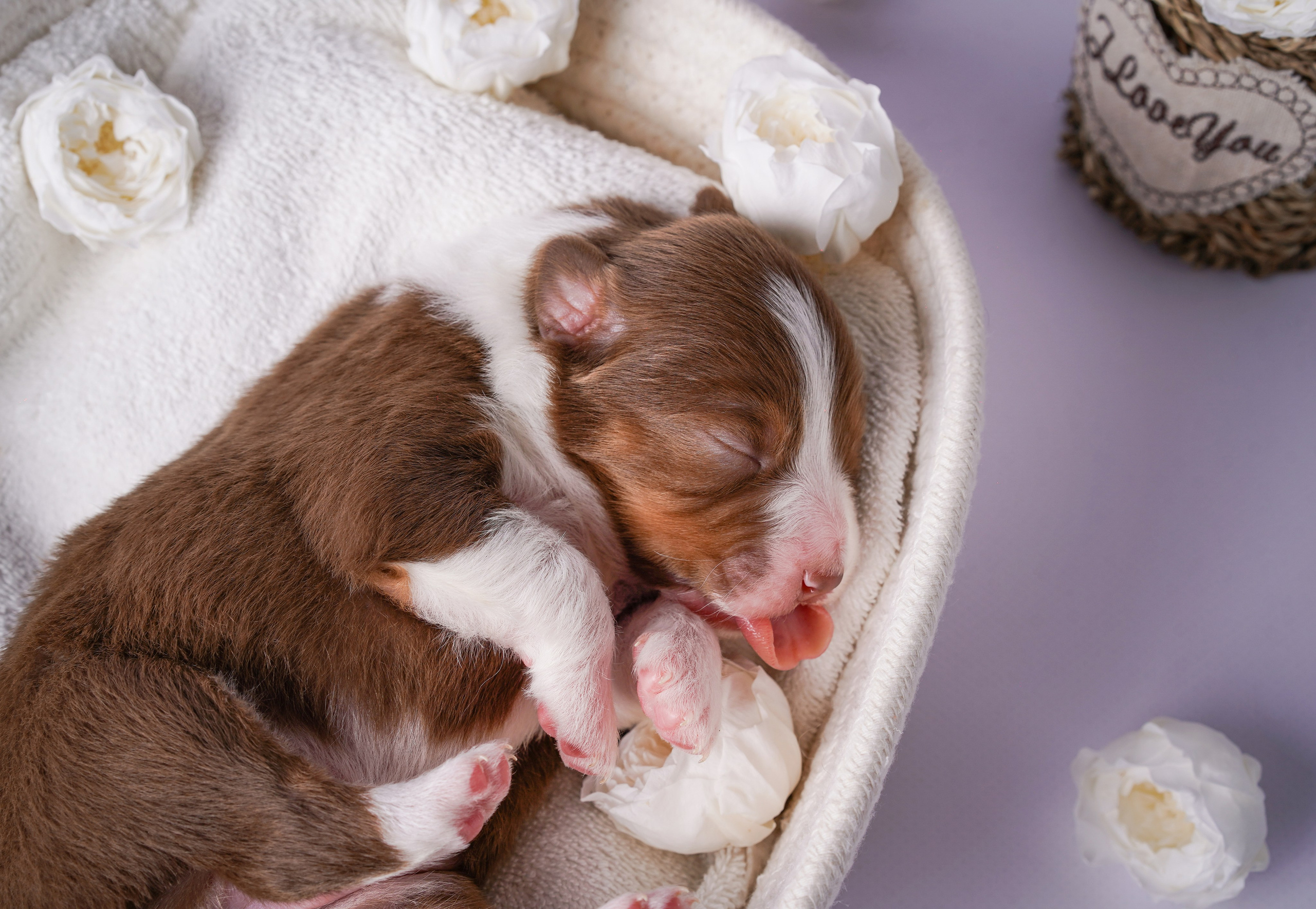 Щенки австралийской овчарки. Фотограф-анималист в Санкт-Петербурге Яна Мартынова