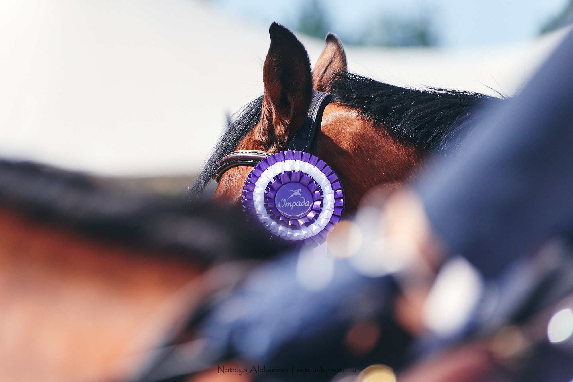 CSI2*-W/CH-B/J-B/YH1*, КСК Отрада | 06'2021. Репортажный фотограф и ретушер в Москве Наталья Алексеева