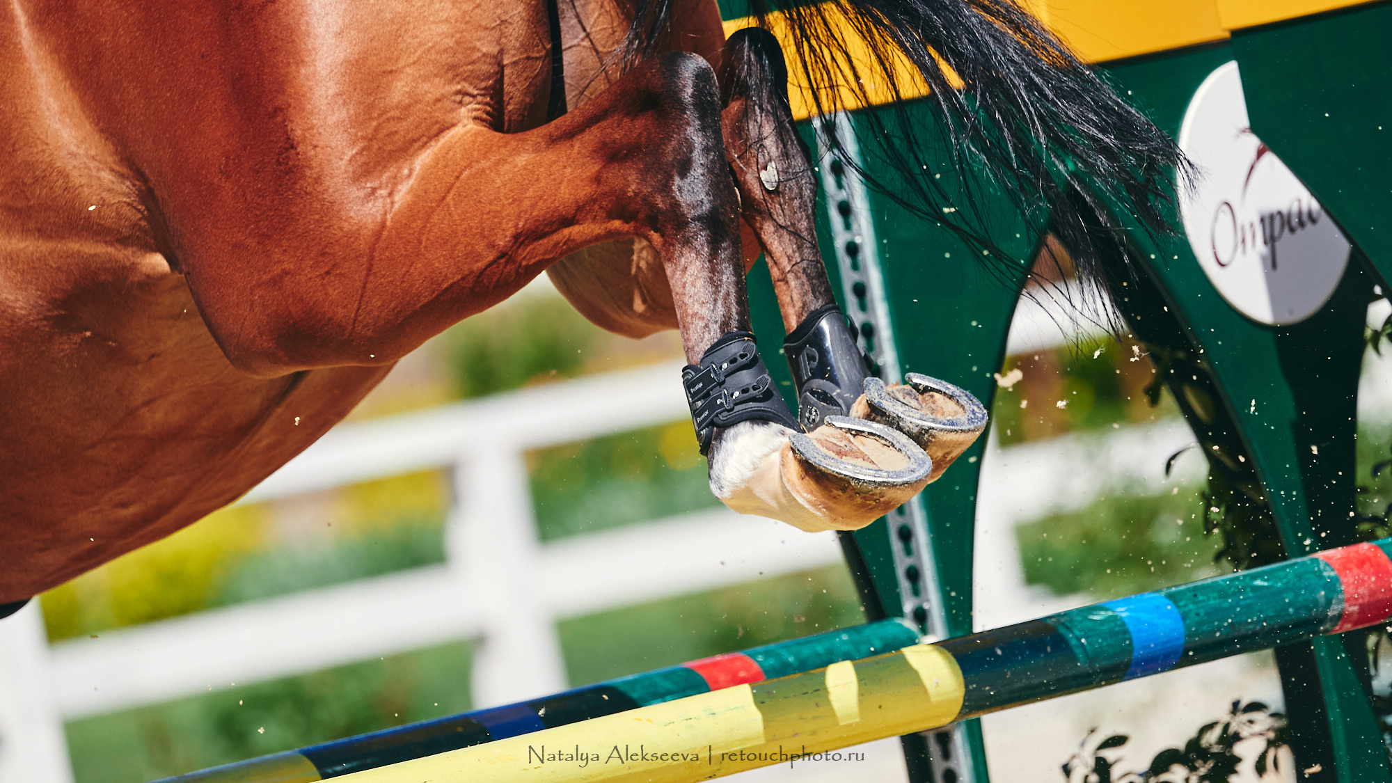 CSI2*-W/CH-B/J-B/YH1*, КСК Отрада | 06'2021. Репортажный фотограф и ретушер в Москве Наталья Алексеева