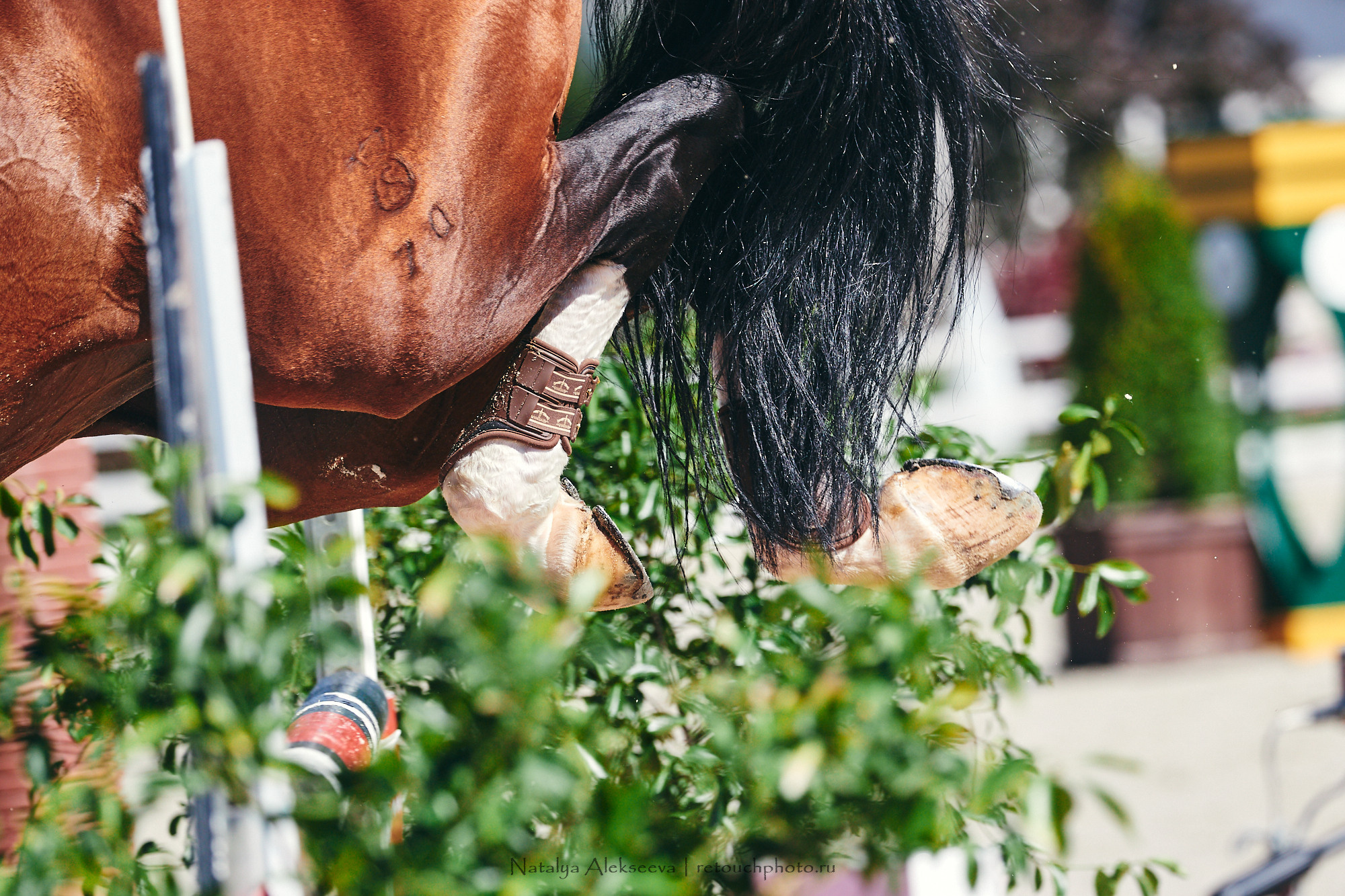 CSI2*-W/CH-B/J-B/YH1*, КСК Отрада | 06'2021. Репортажный фотограф и ретушер в Москве Наталья Алексеева