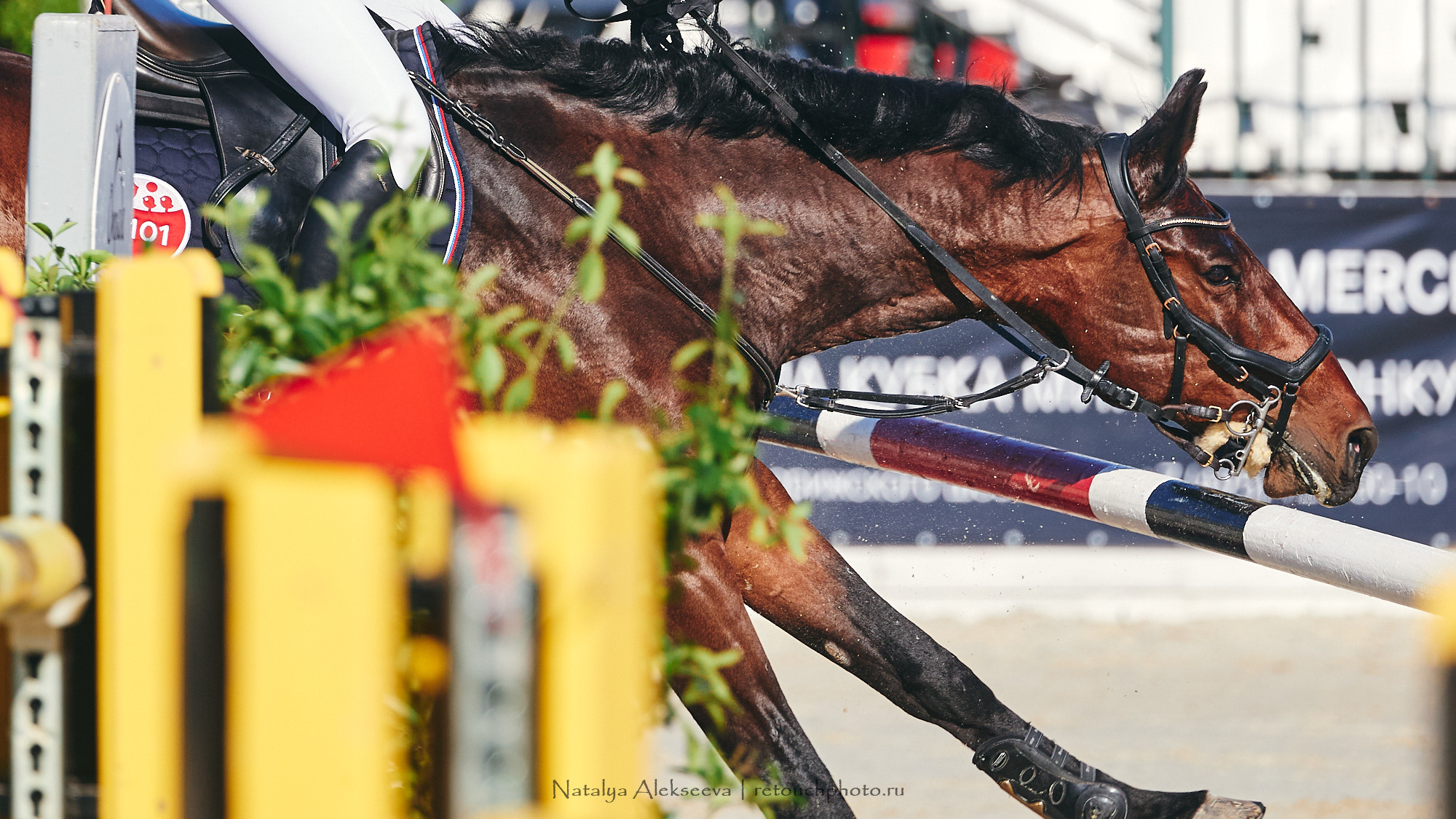 CSI2*-W/CH-B/J-B/YH1*, КСК Отрада | 06'2021. Репортажный фотограф и ретушер в Москве Наталья Алексеева